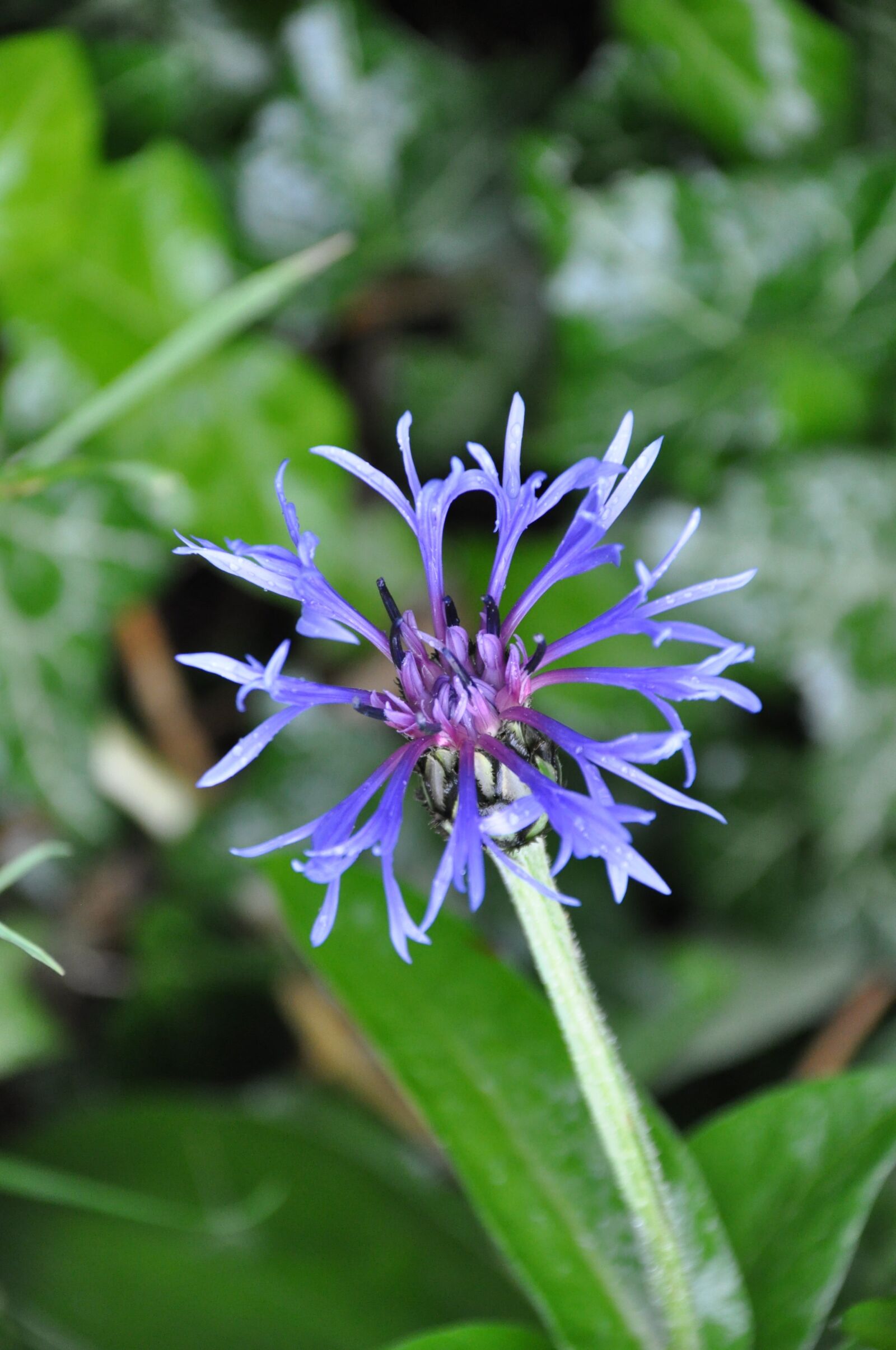 Nikon D90 sample photo. Blueberry, flower, blue flower photography