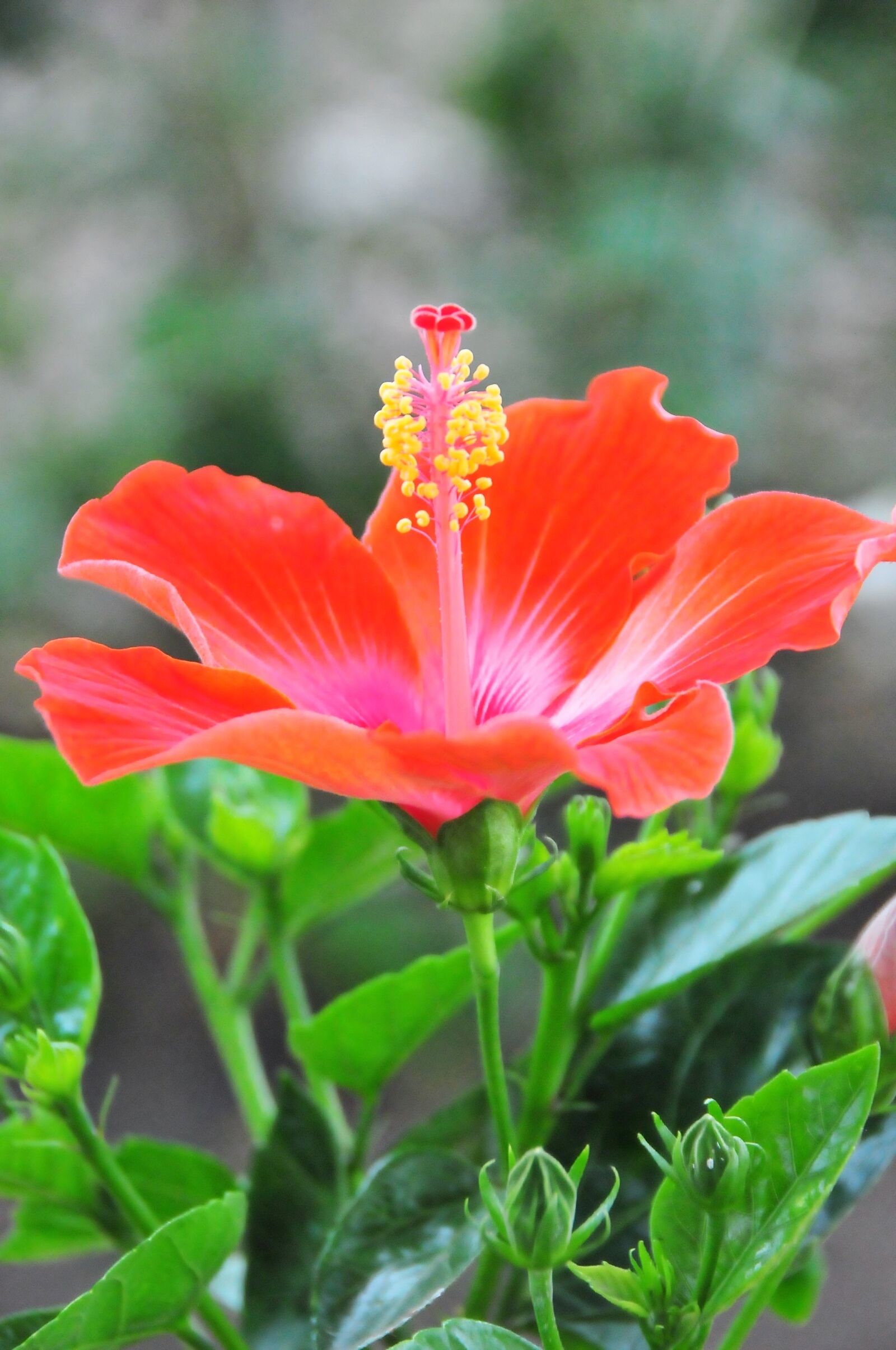 Nikon D300 sample photo. Nature, plant, sheet photography