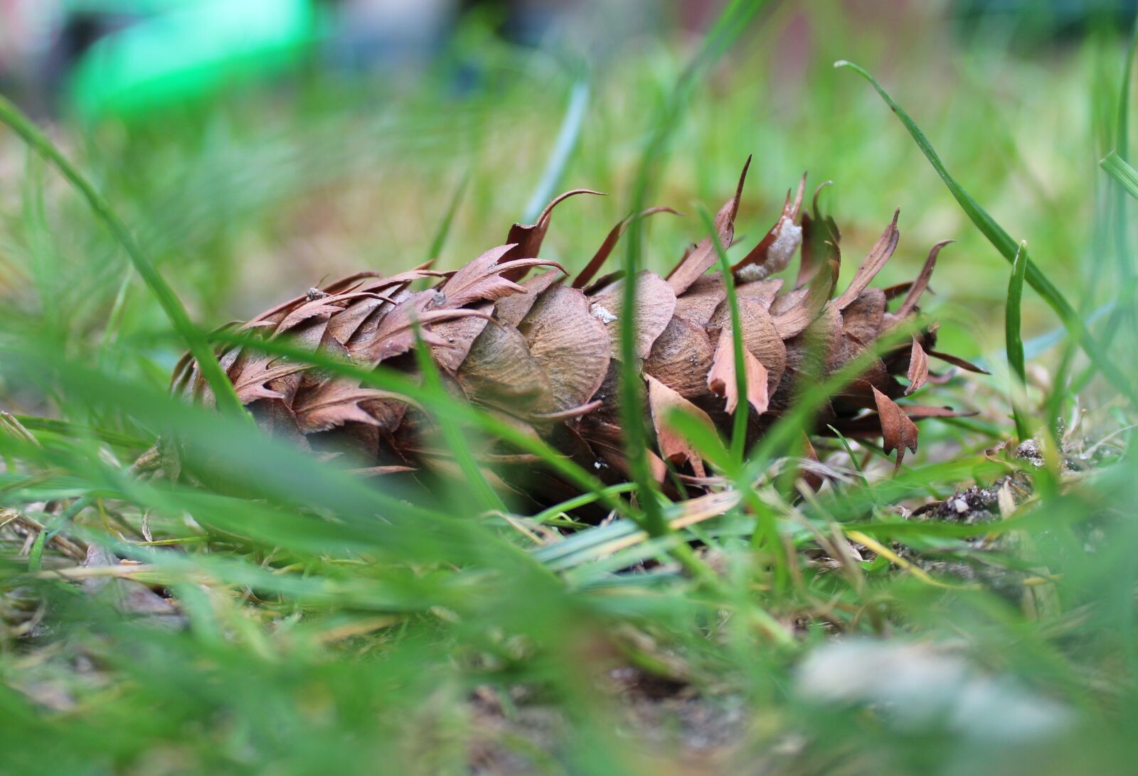 Canon EOS 1200D (EOS Rebel T5 / EOS Kiss X70 / EOS Hi) sample photo. Pine cone, spruce, conifers photography