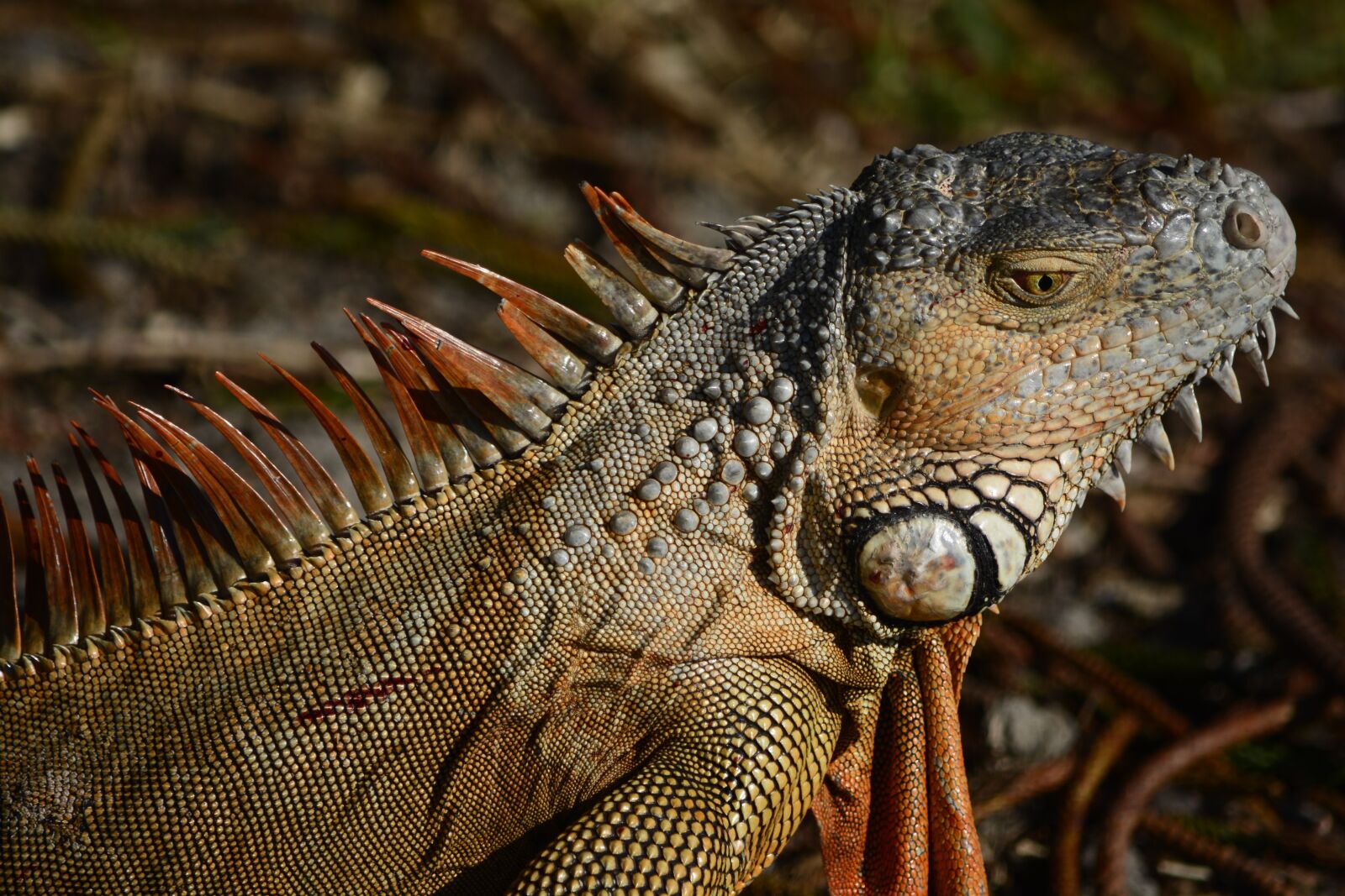 Nikon D7100 sample photo. Iguana, head, tilted photography