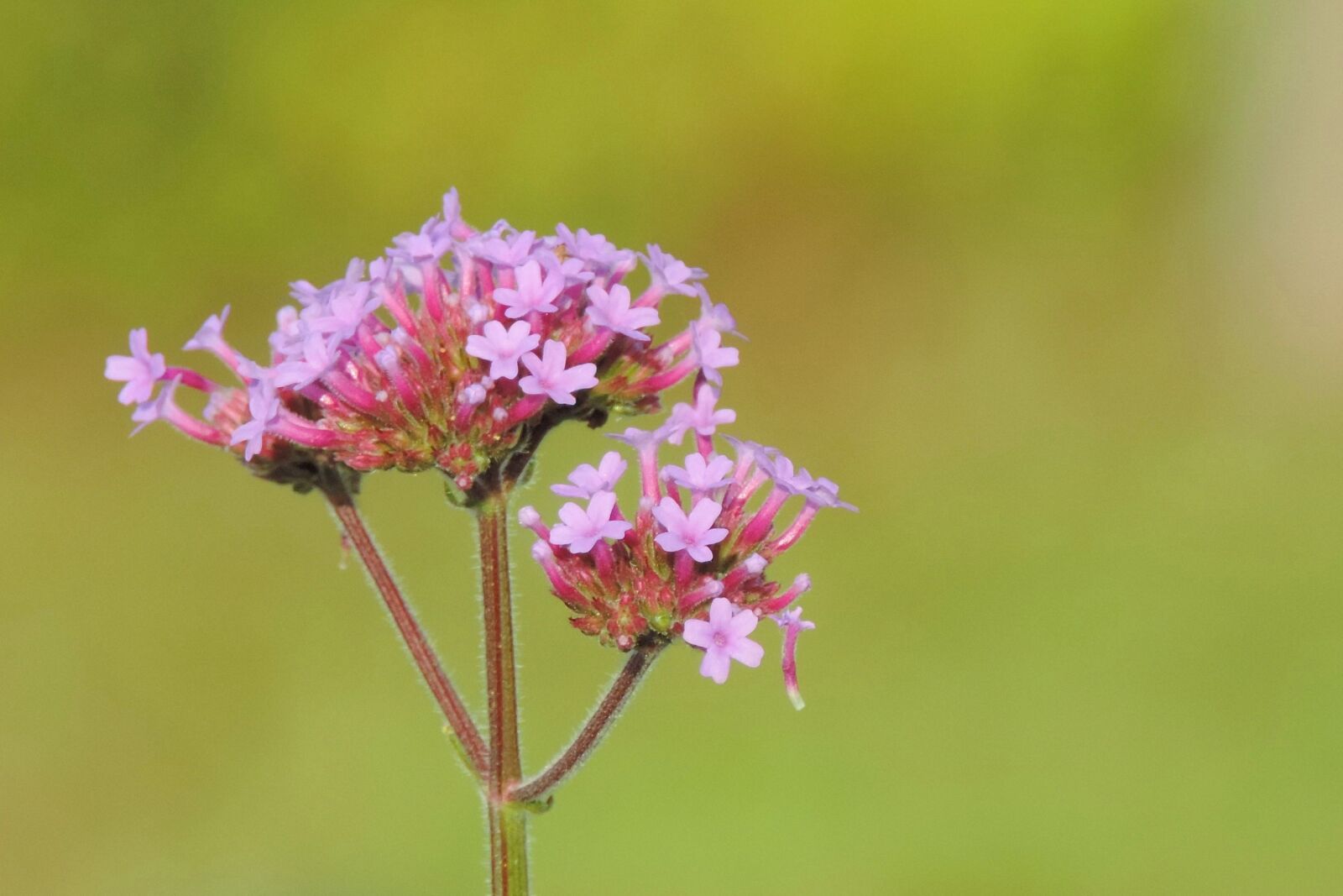 Nikon Coolpix P520 sample photo. Flower, nature, plant photography