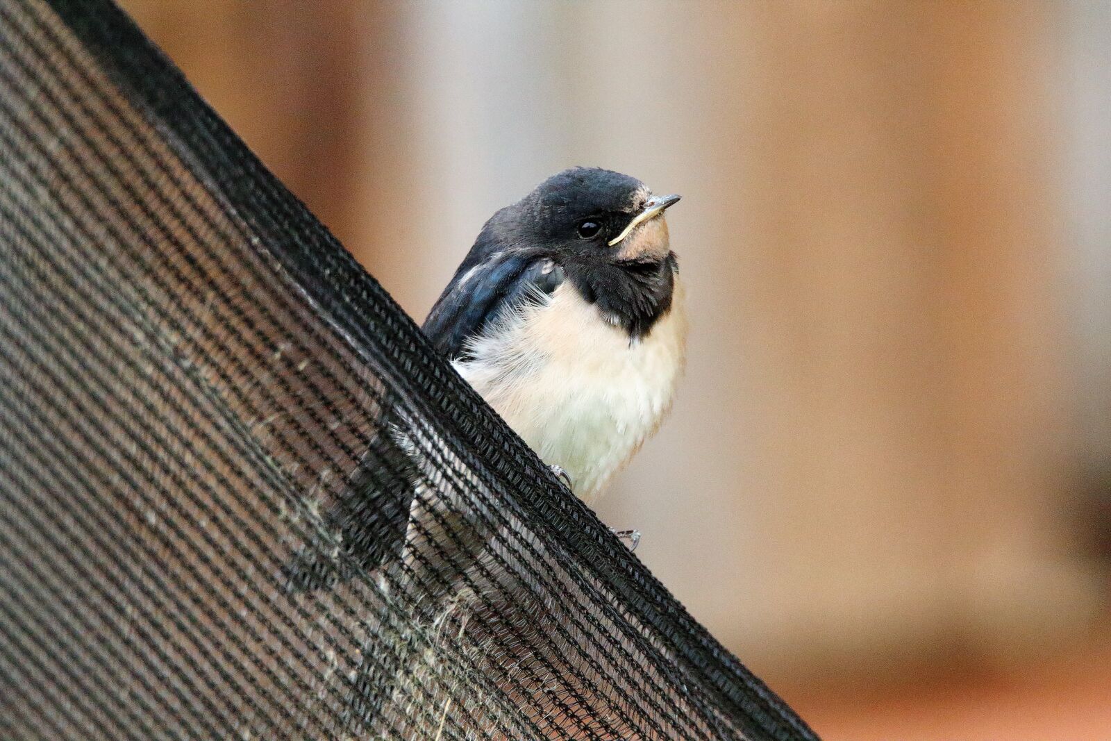 Canon EOS 1200D (EOS Rebel T5 / EOS Kiss X70 / EOS Hi) + Tamron SP 150-600mm F5-6.3 Di VC USD sample photo. Young swallow, sit, trampoline photography