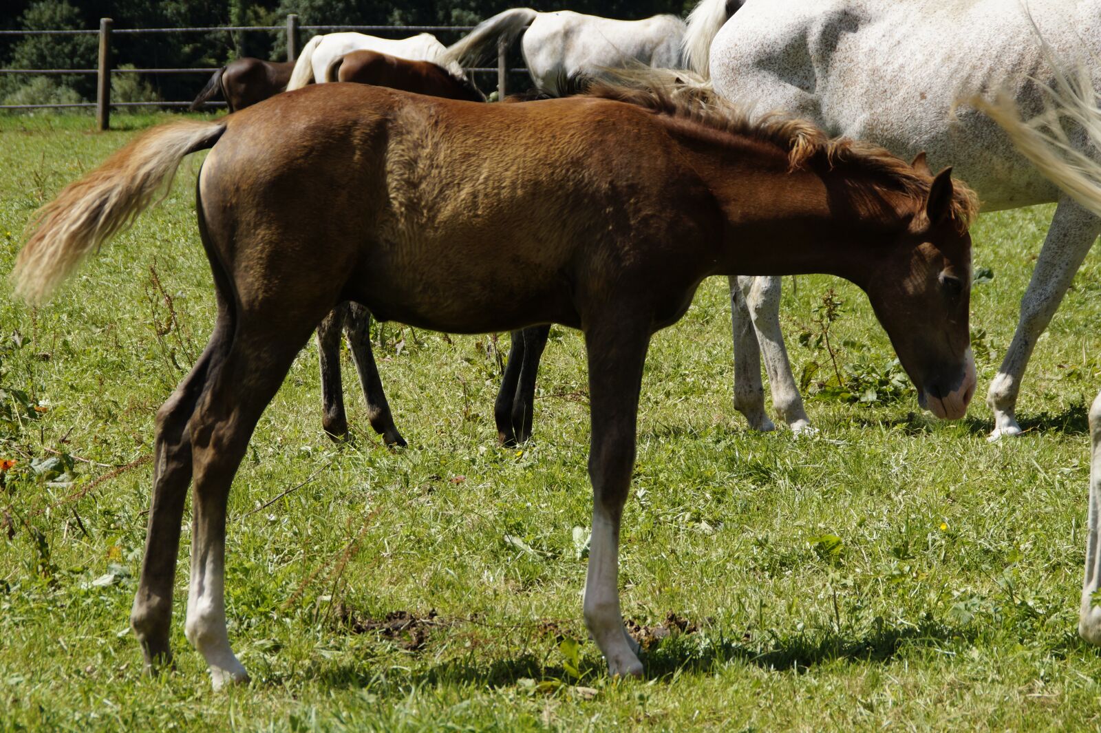 Sony SLT-A58 sample photo. Horse, pferdeportrait, arabs photography