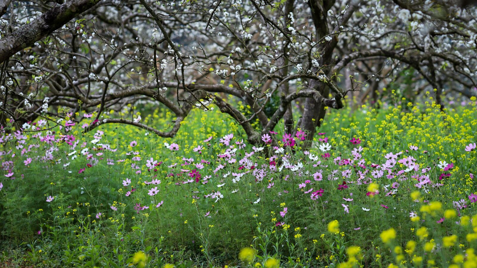 Canon EOS 6D Mark II + Canon EF 135mm F2L USM sample photo. Flower garden, the plum photography