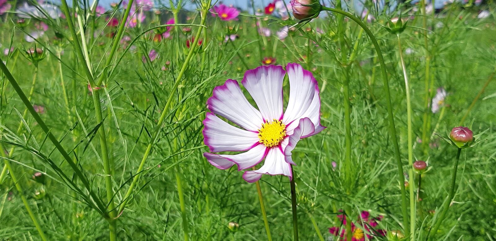 Samsung Galaxy A8(2018) sample photo. Cosmos, republic of korea photography