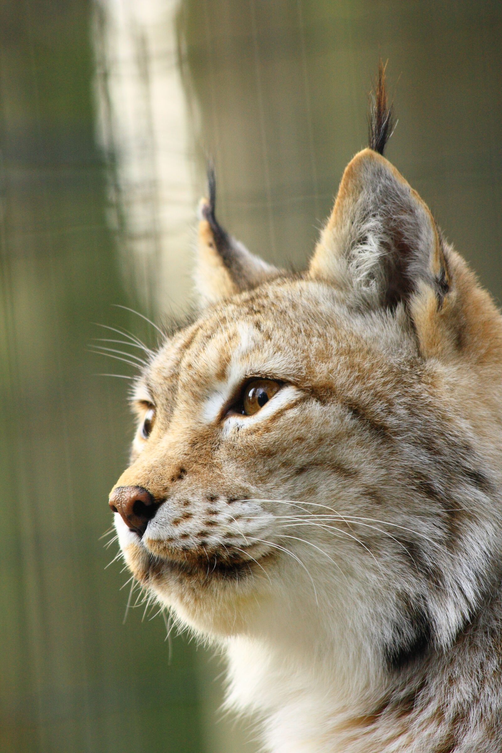 Canon EOS 450D (EOS Rebel XSi / EOS Kiss X2) sample photo. Lynx, zoo rostock, face photography