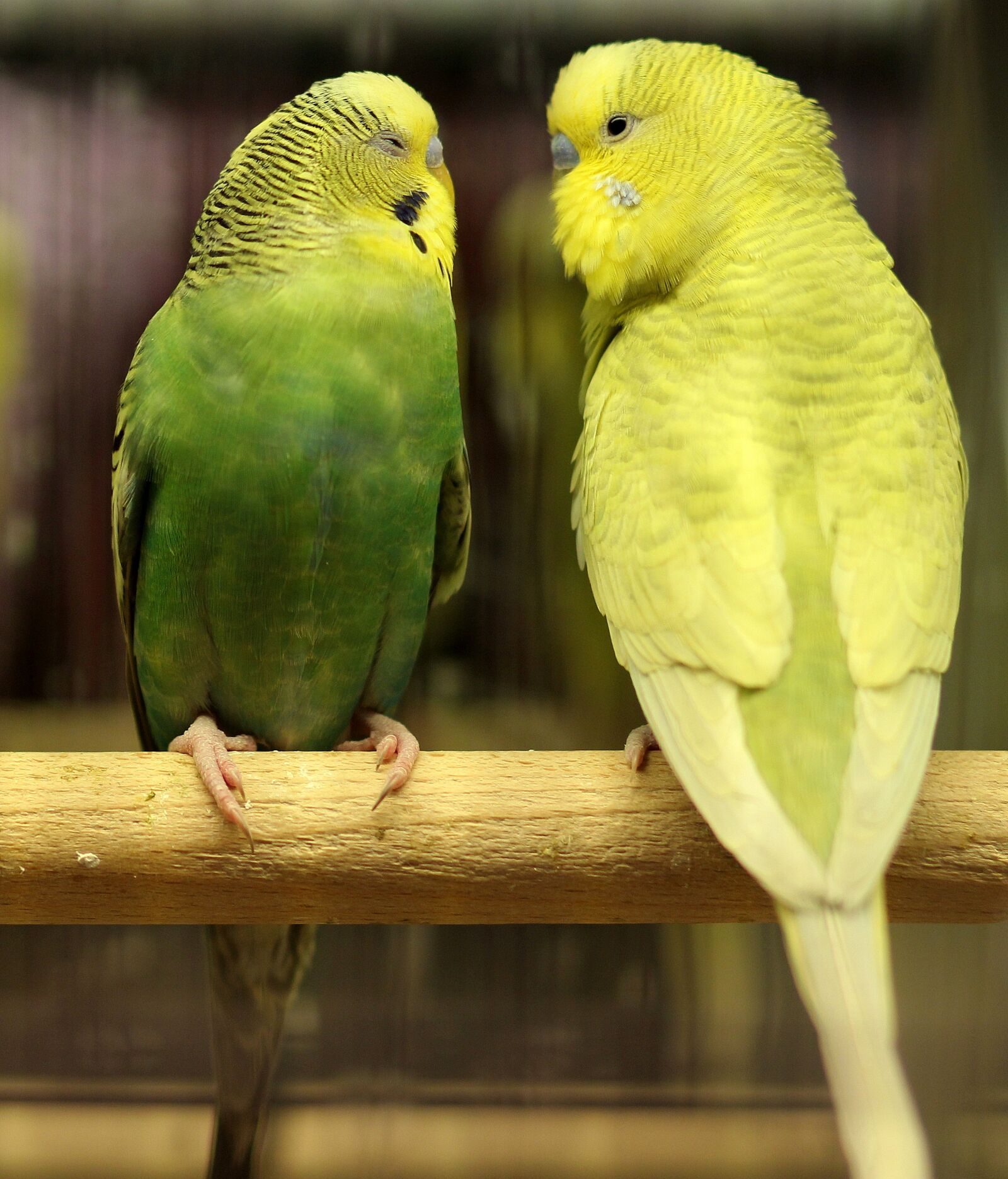 Canon EOS 700D (EOS Rebel T5i / EOS Kiss X7i) + Canon EF 85mm F1.8 USM sample photo. Parrots, love, green photography