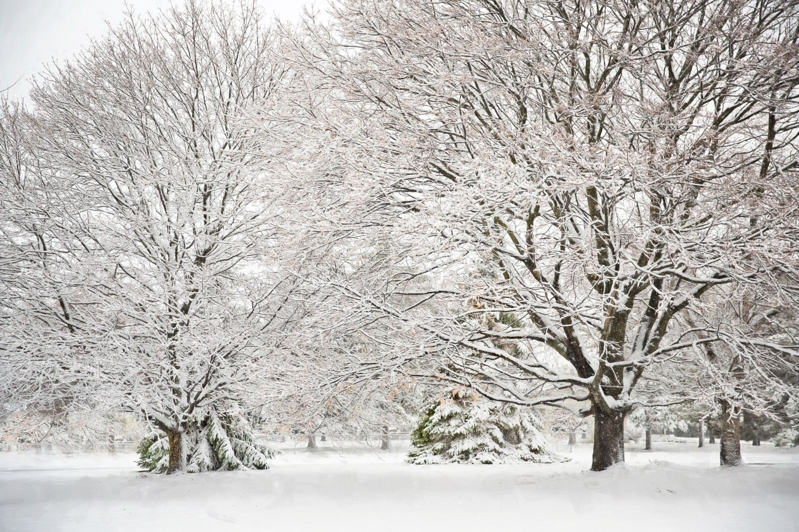 Canon EF 24-70mm F2.8L II USM sample photo. Snowy, trees, snow photography