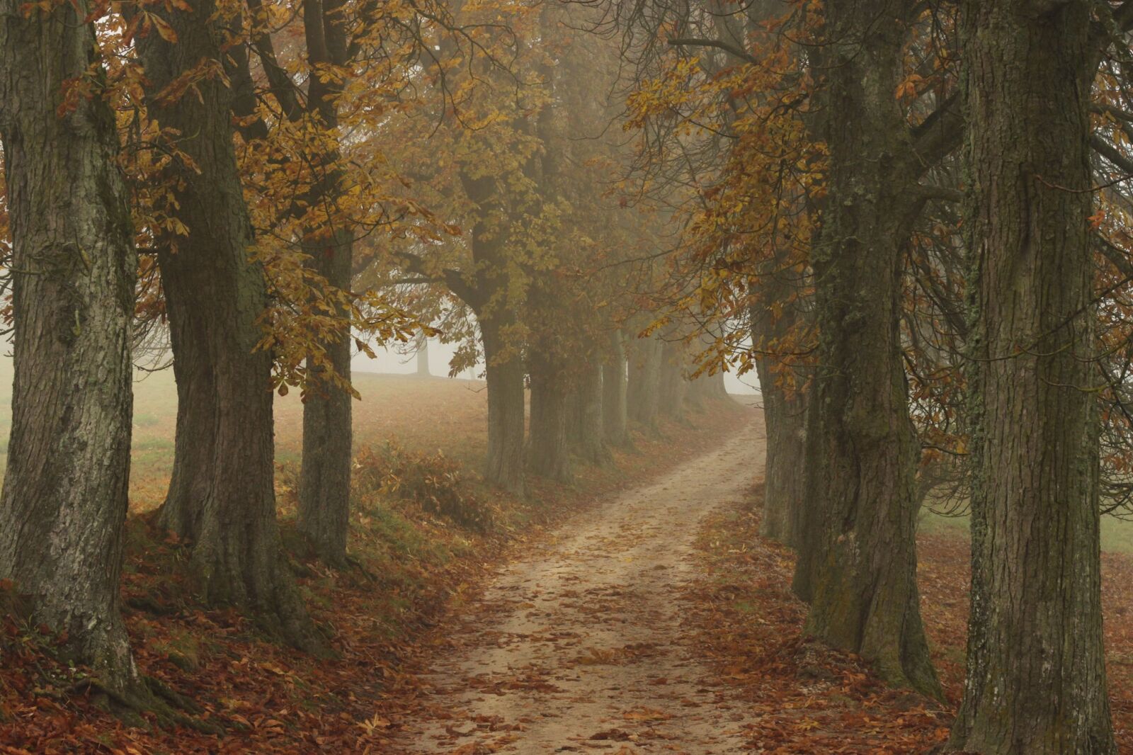 Canon EOS 500D (EOS Rebel T1i / EOS Kiss X3) sample photo. Trees, nature, autumn photography