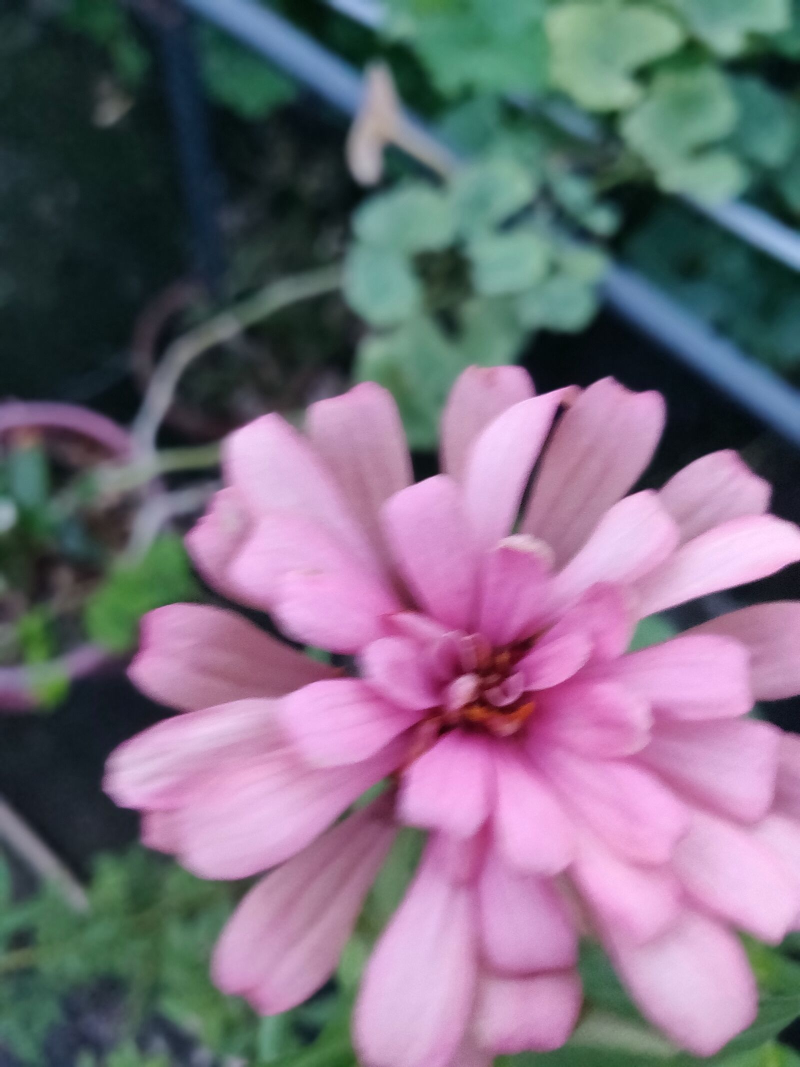 OnePlus A6010 sample photo. Flower, nature, pink photography