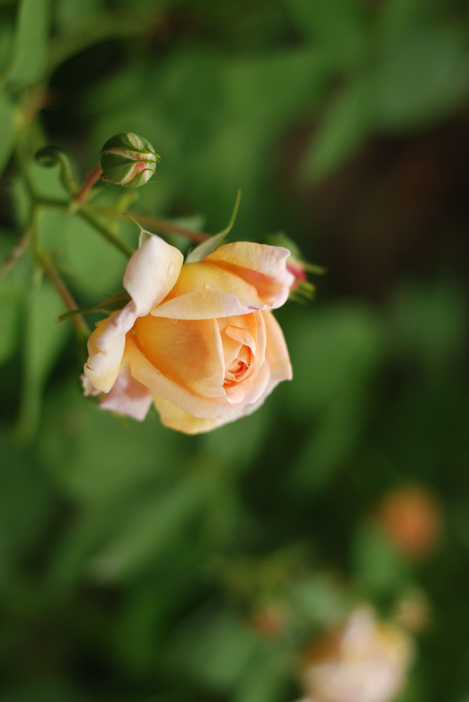Nikon D80 sample photo. Rose, tea, flower photography