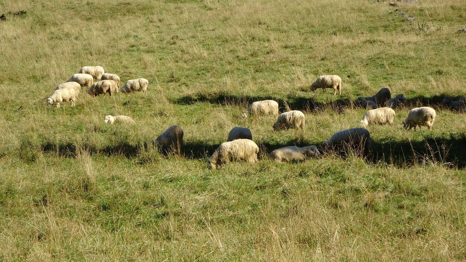 Sony Cyber-shot DSC-WX300 sample photo. Sheep, animal, pasture land photography