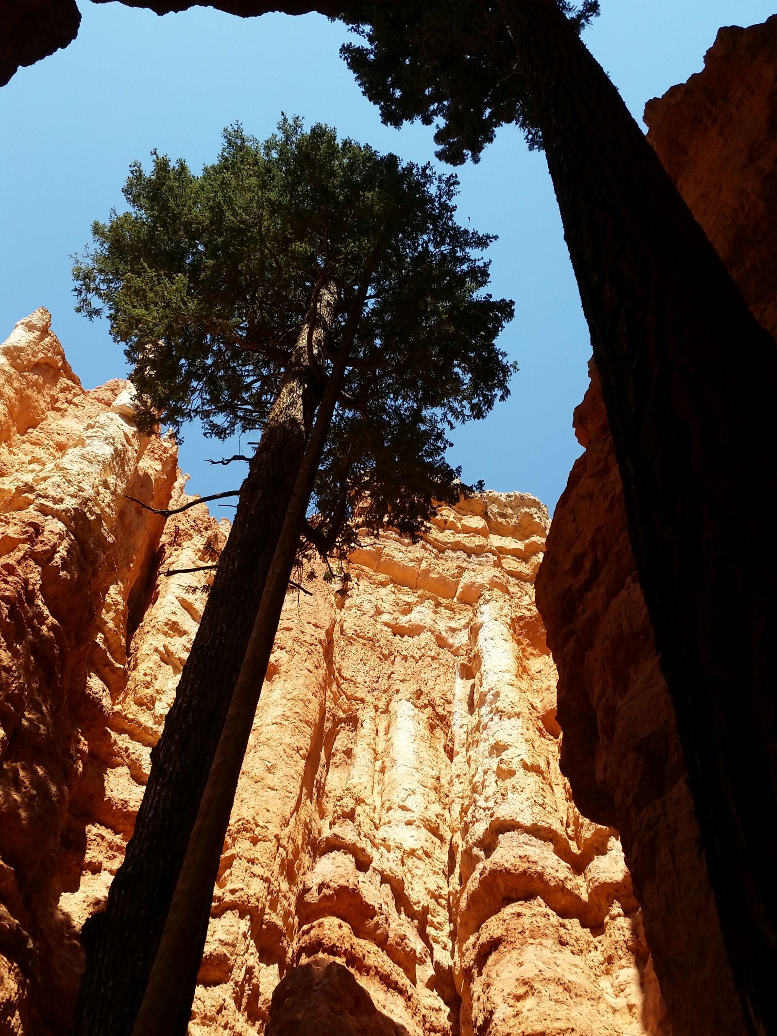 Samsung Galaxy S5 sample photo. Zion national park, pine photography
