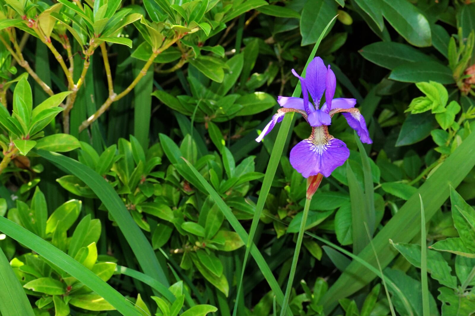 Sony DT 30mm F2.8 Macro SAM sample photo. Iris, blossom, bloom photography
