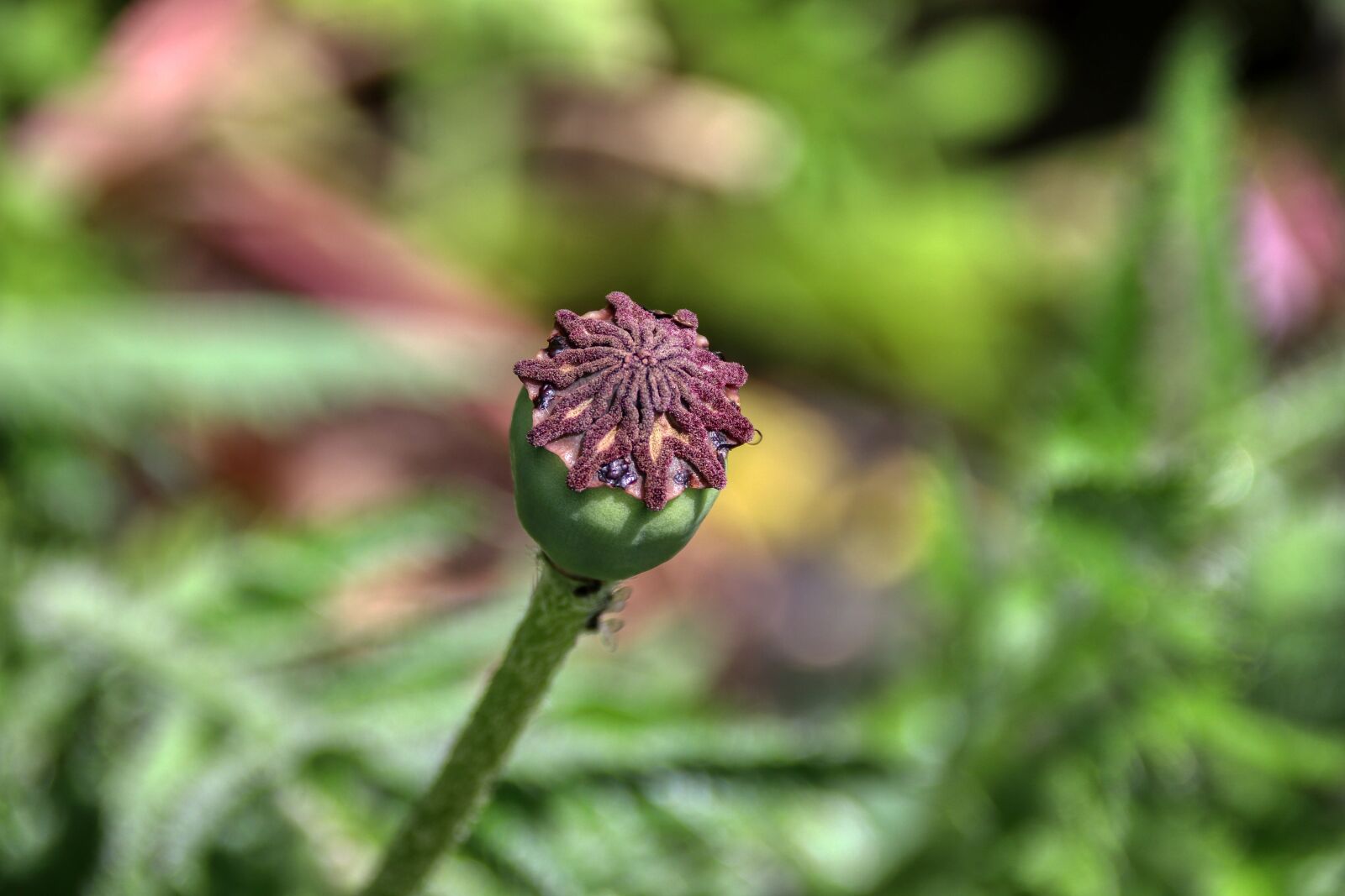 Canon EOS 80D sample photo. Poppy, knopse, poppy buds photography