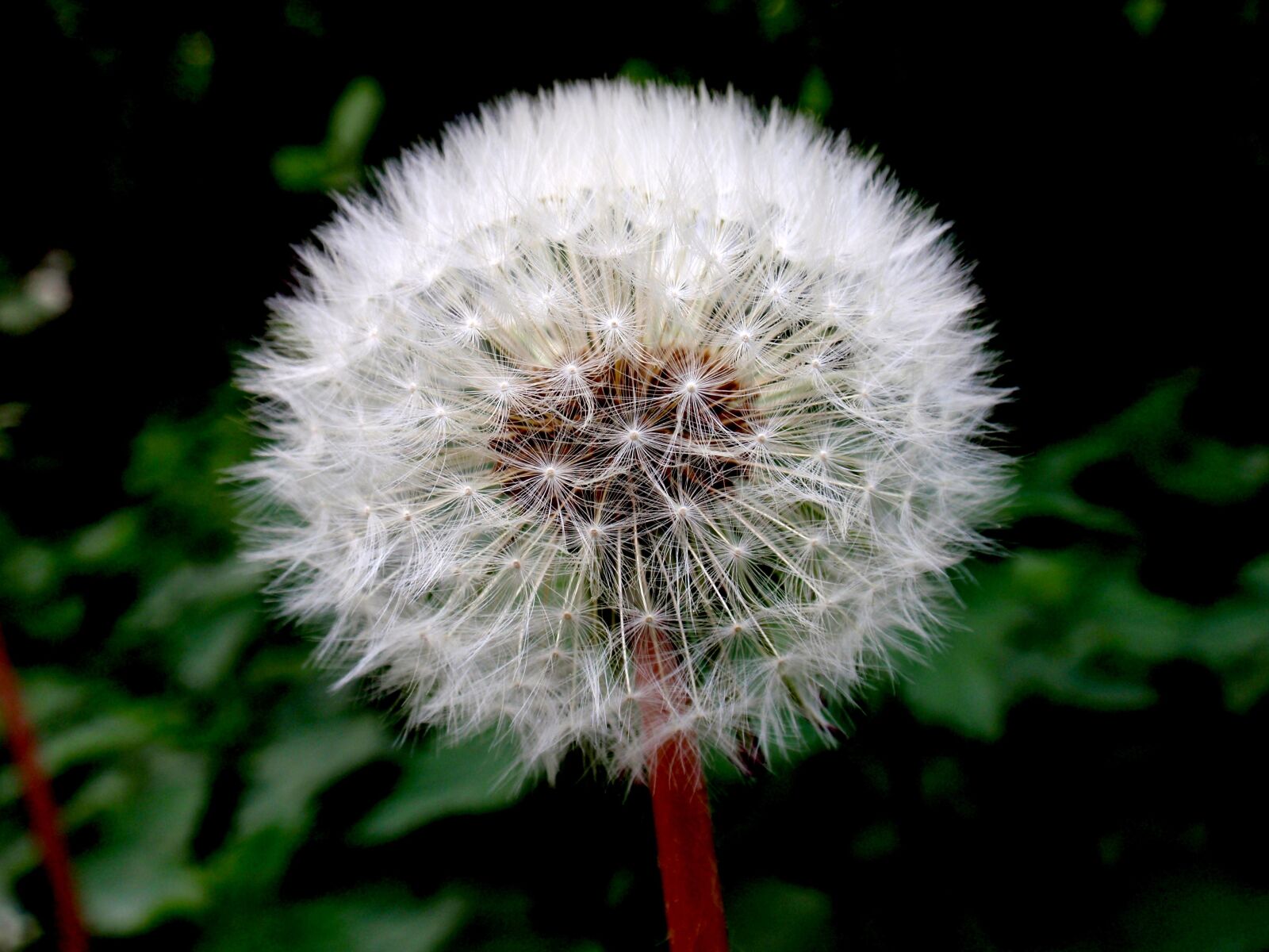 Olympus u1010,S1010 sample photo. Dandelion, blossom, bloom photography