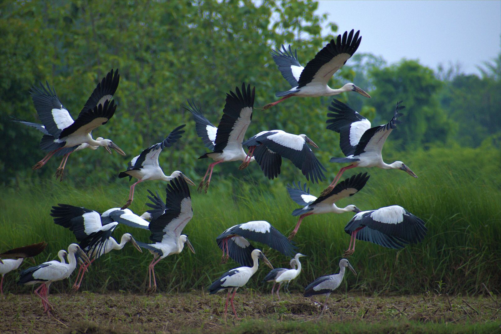 Nikon D5600 sample photo. Birds, nature, group photography