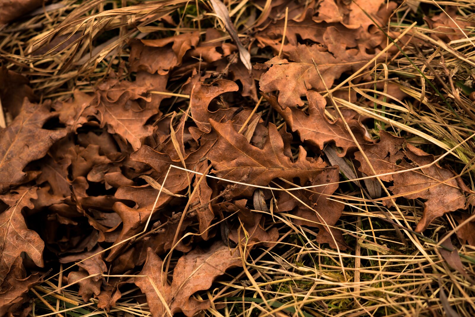 Sony a6300 sample photo. Leaves, autumn, fall foliage photography