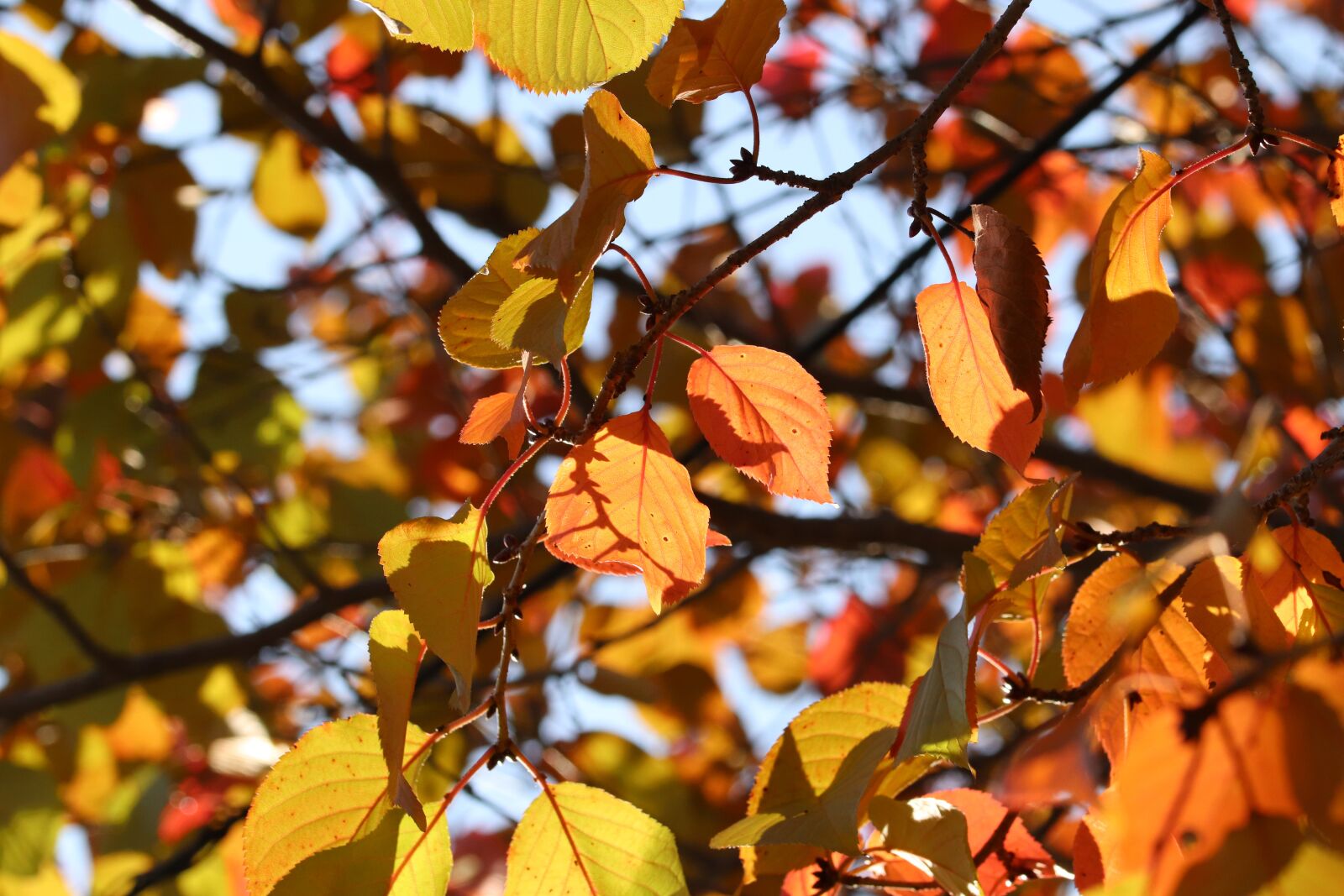 Canon EOS 800D (EOS Rebel T7i / EOS Kiss X9i) sample photo. Autumn leaves, autumn, maple photography