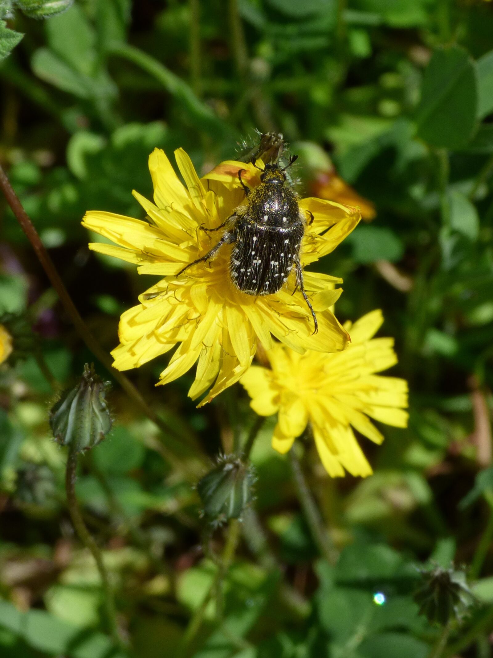 Panasonic Lumix DMC-FZ70 sample photo. Hairy beetle, libar, dandelion photography