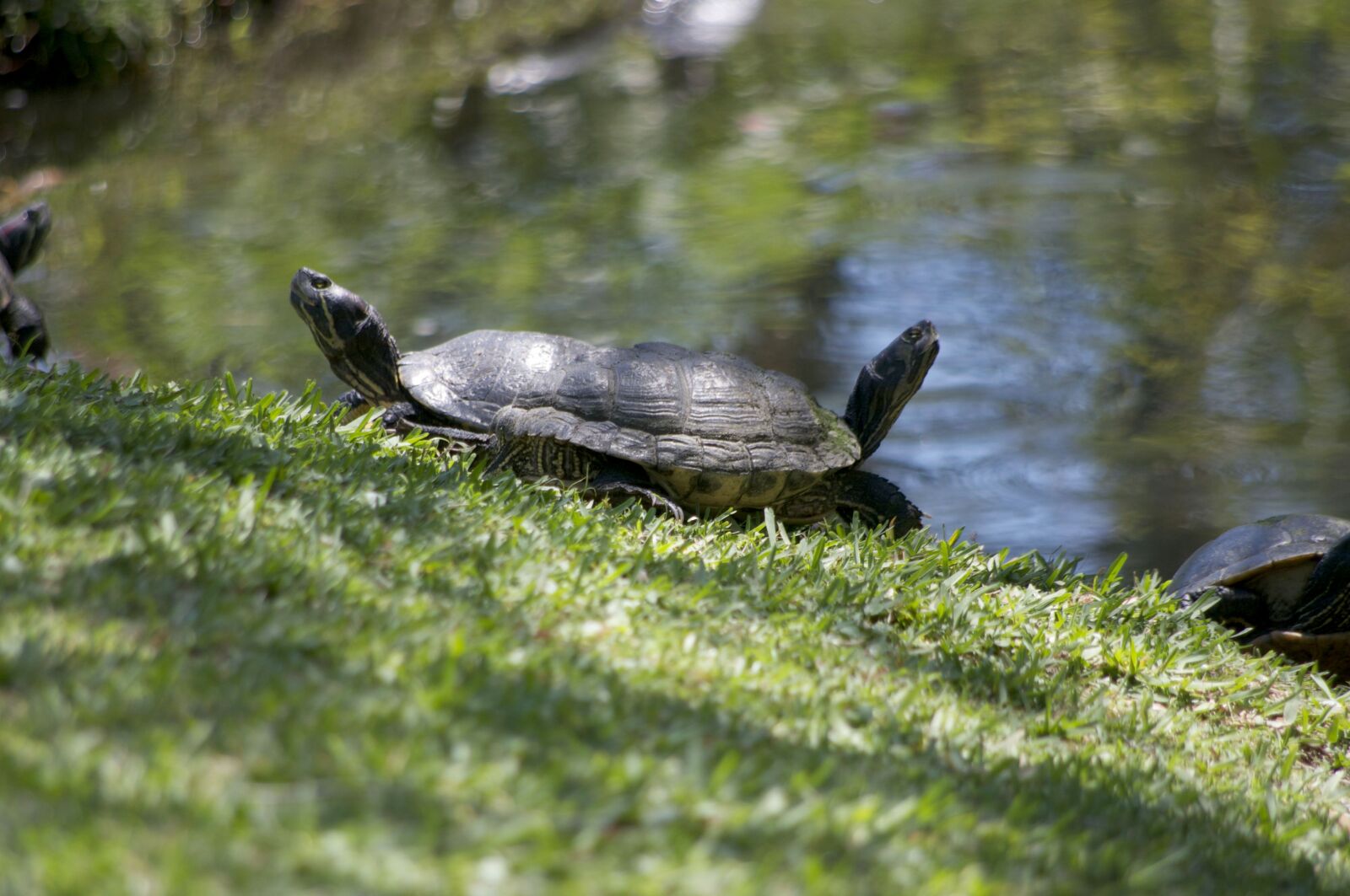 Pentax K-x sample photo. Turtles, nature, sunbathing photography