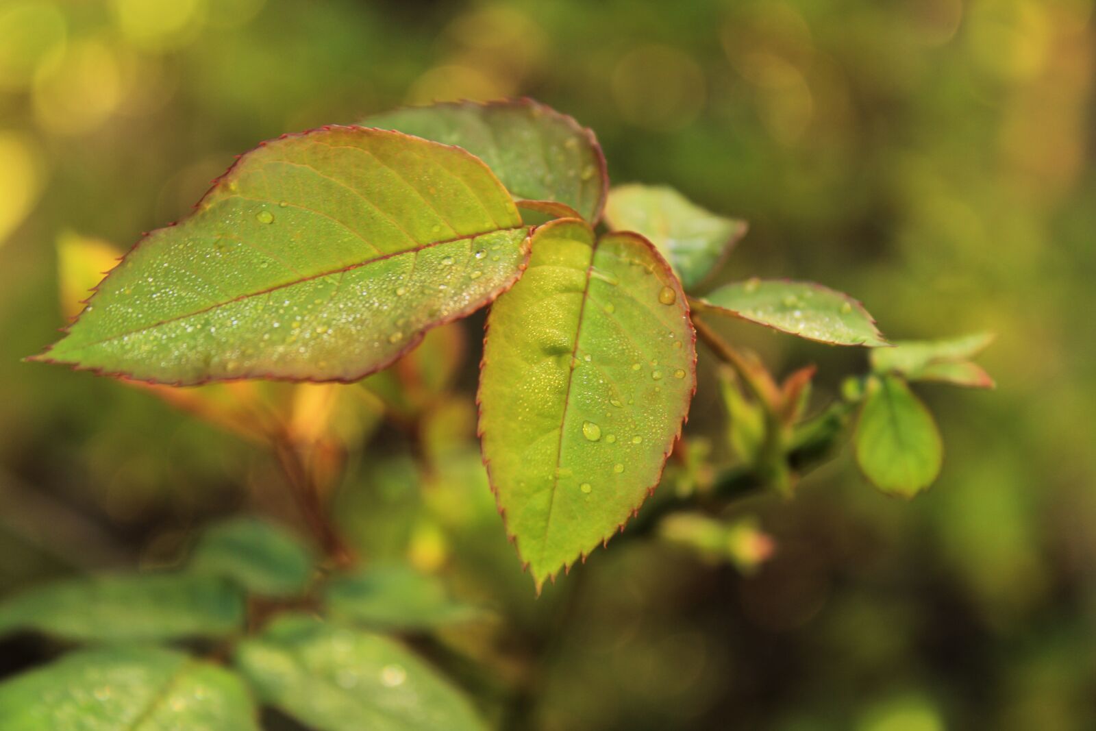 Canon EOS 2000D (EOS Rebel T7 / EOS Kiss X90 / EOS 1500D) sample photo. Leaf, green, green leaf photography