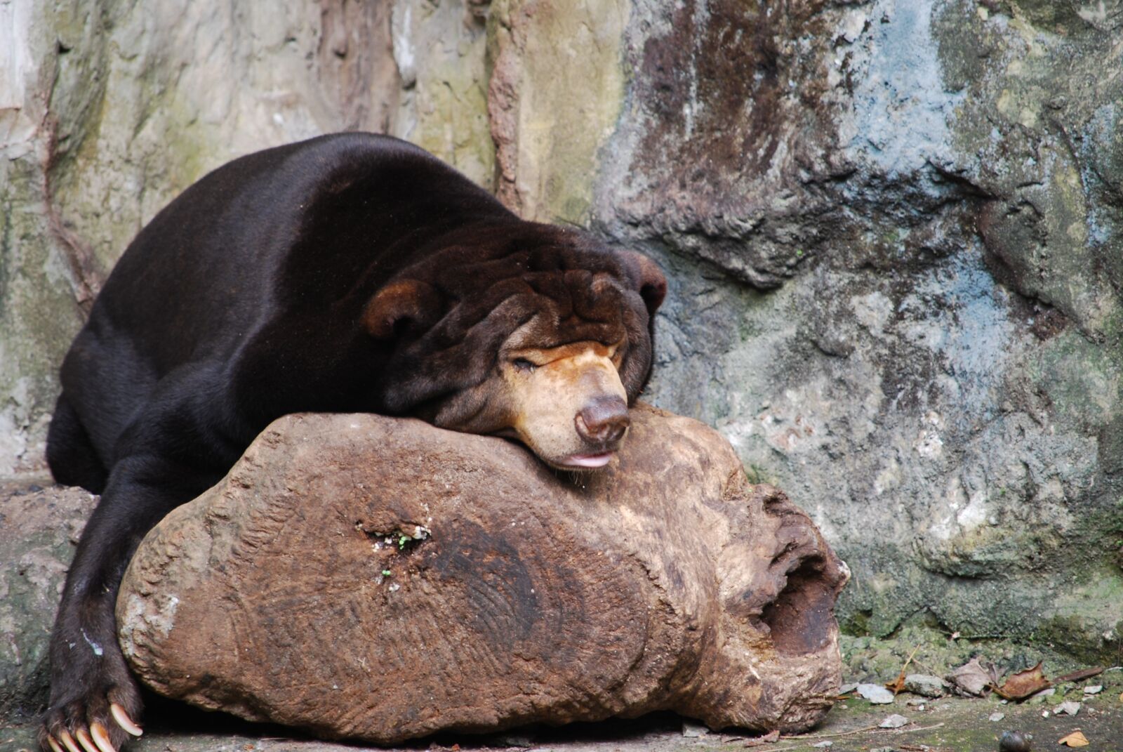 Nikon D60 sample photo. Bear, zoo, asleep photography