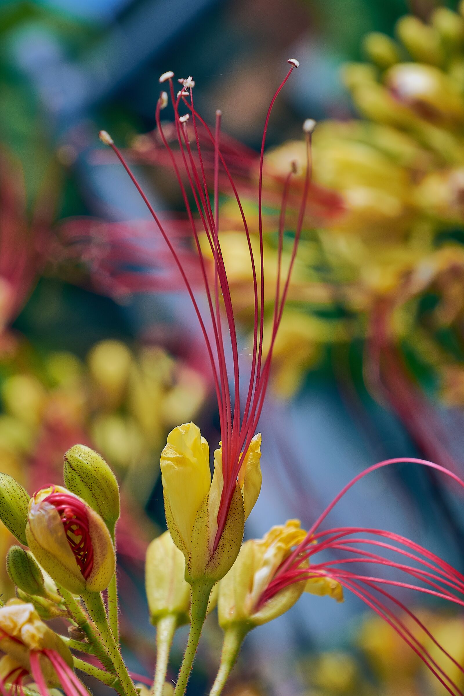 Nikon D7200 sample photo. Caesalpinia, bigotillo, garden photography