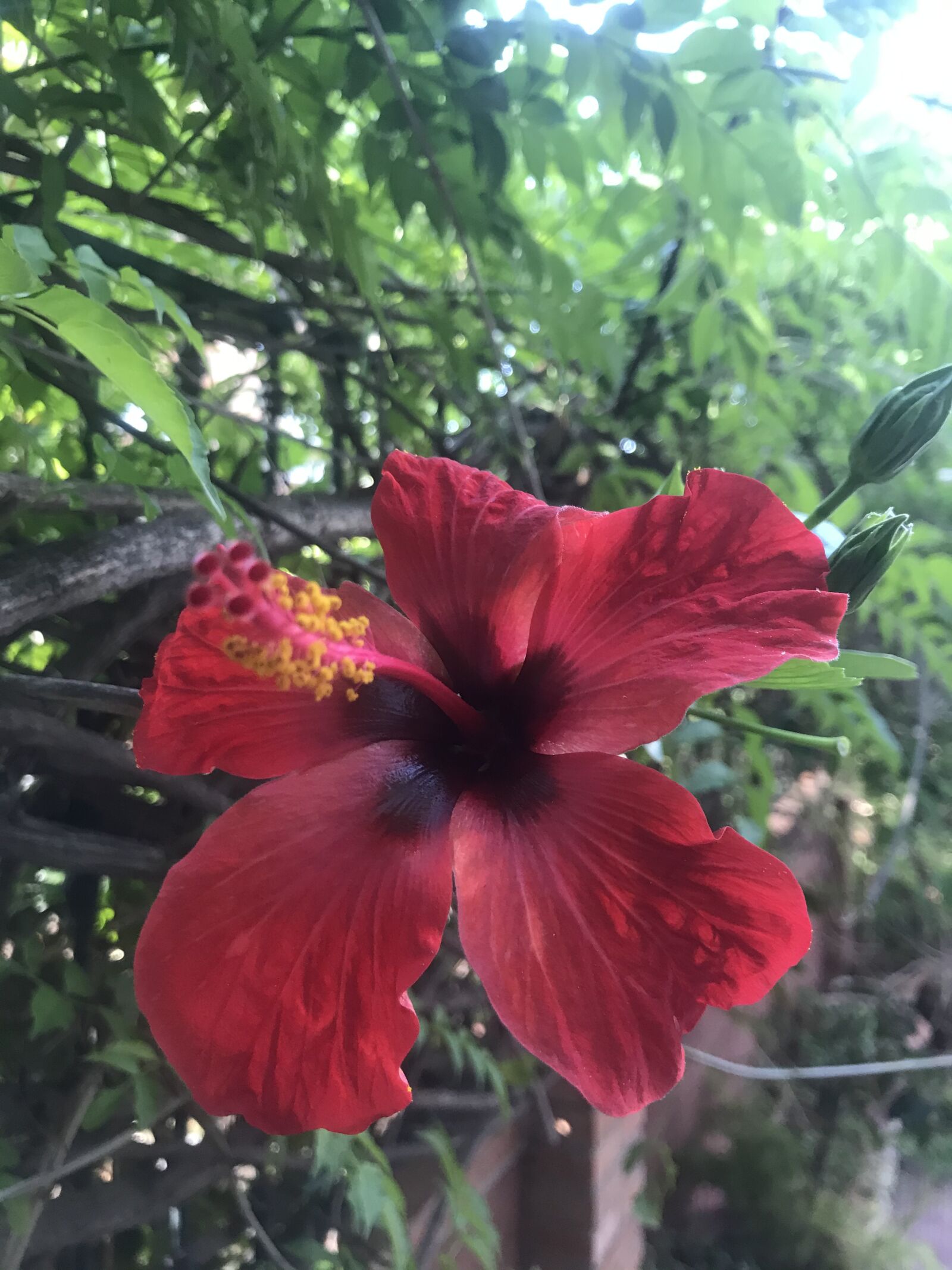 iPhone 7 back camera 3.99mm f/1.8 sample photo. Red, trees, leaves photography