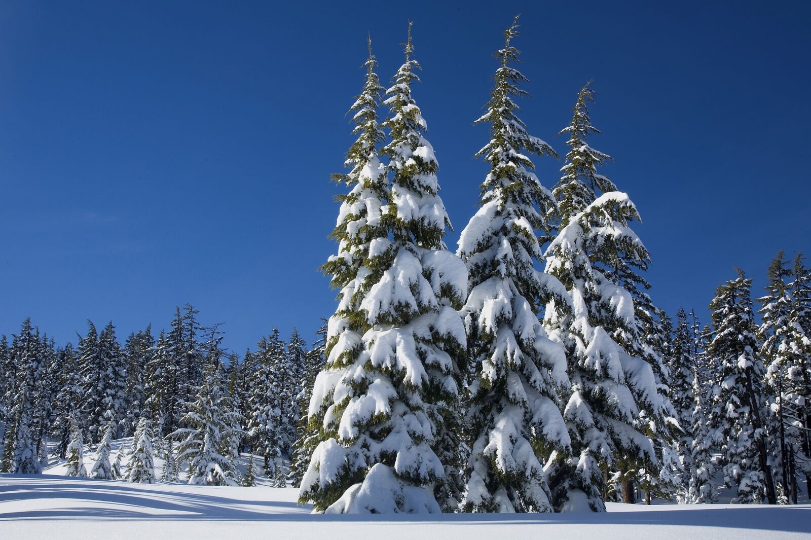 Canon EOS 5D sample photo. Snow, pine trees, winter photography