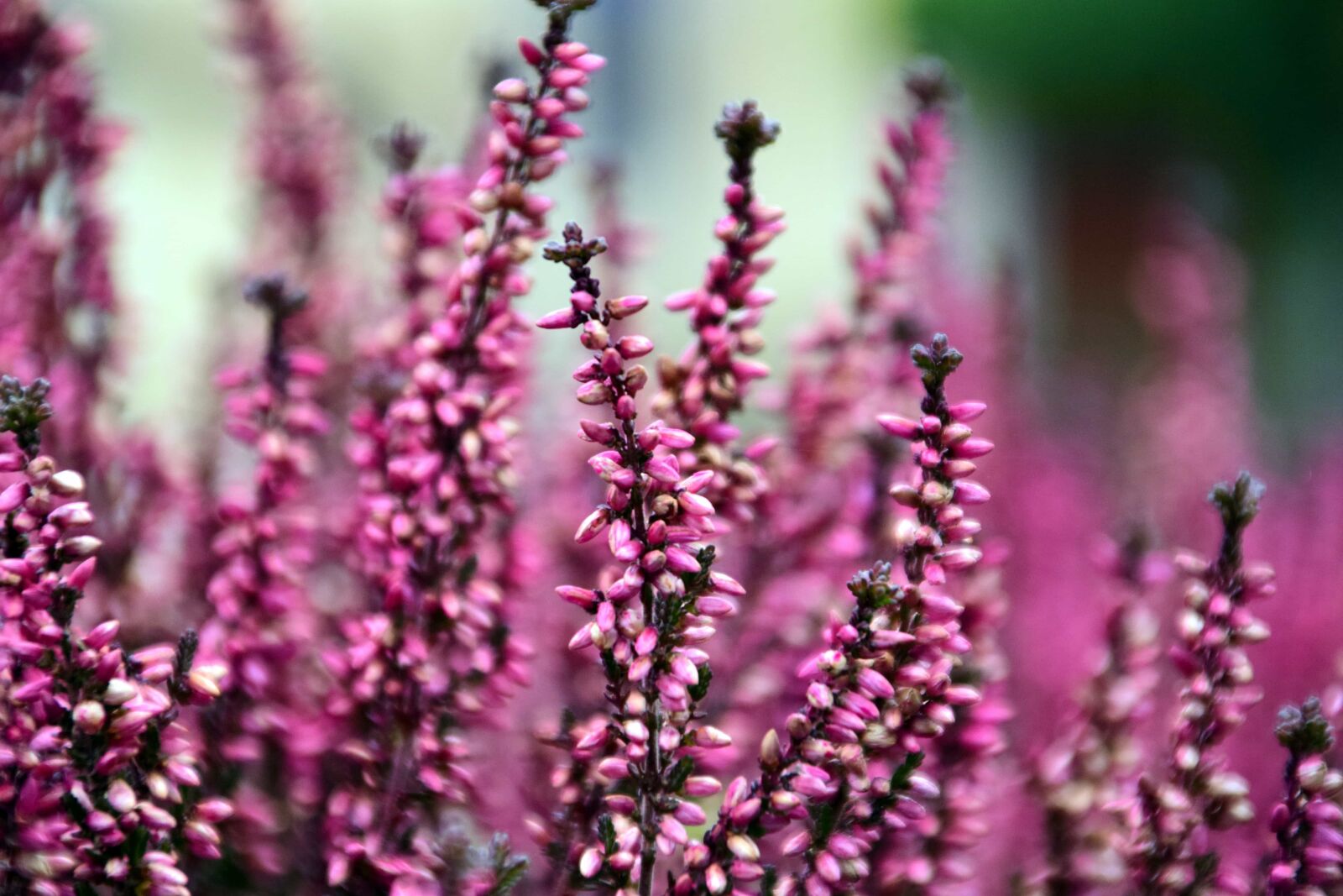 Nikon D3300 sample photo. Flora, wildflower, summer, nature photography