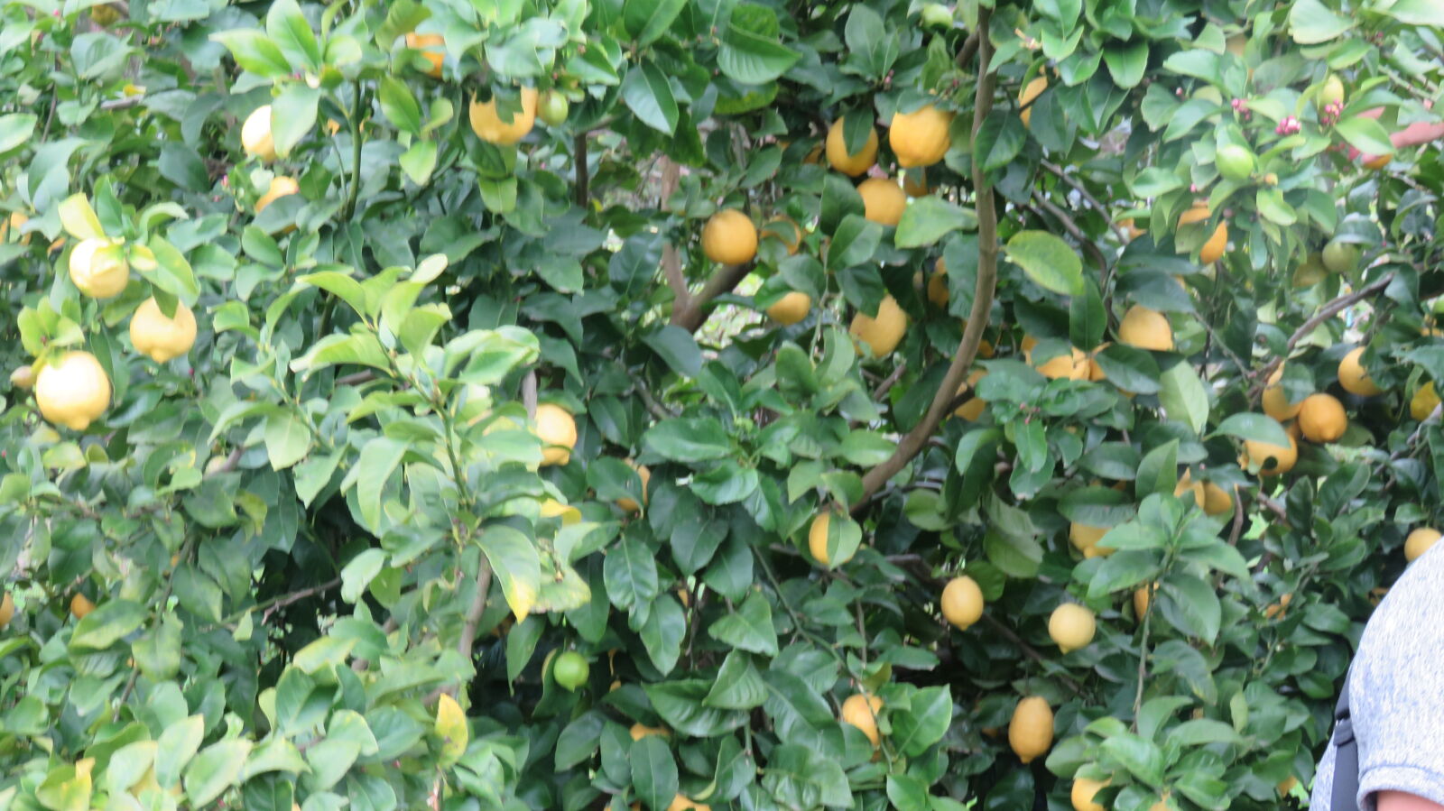Canon PowerShot SX710 HS sample photo