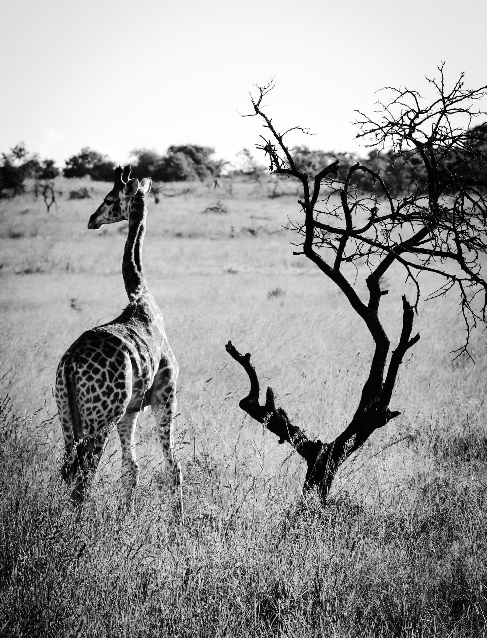Canon EOS 550D (EOS Rebel T2i / EOS Kiss X4) sample photo. Africa, giraffe, animal photography