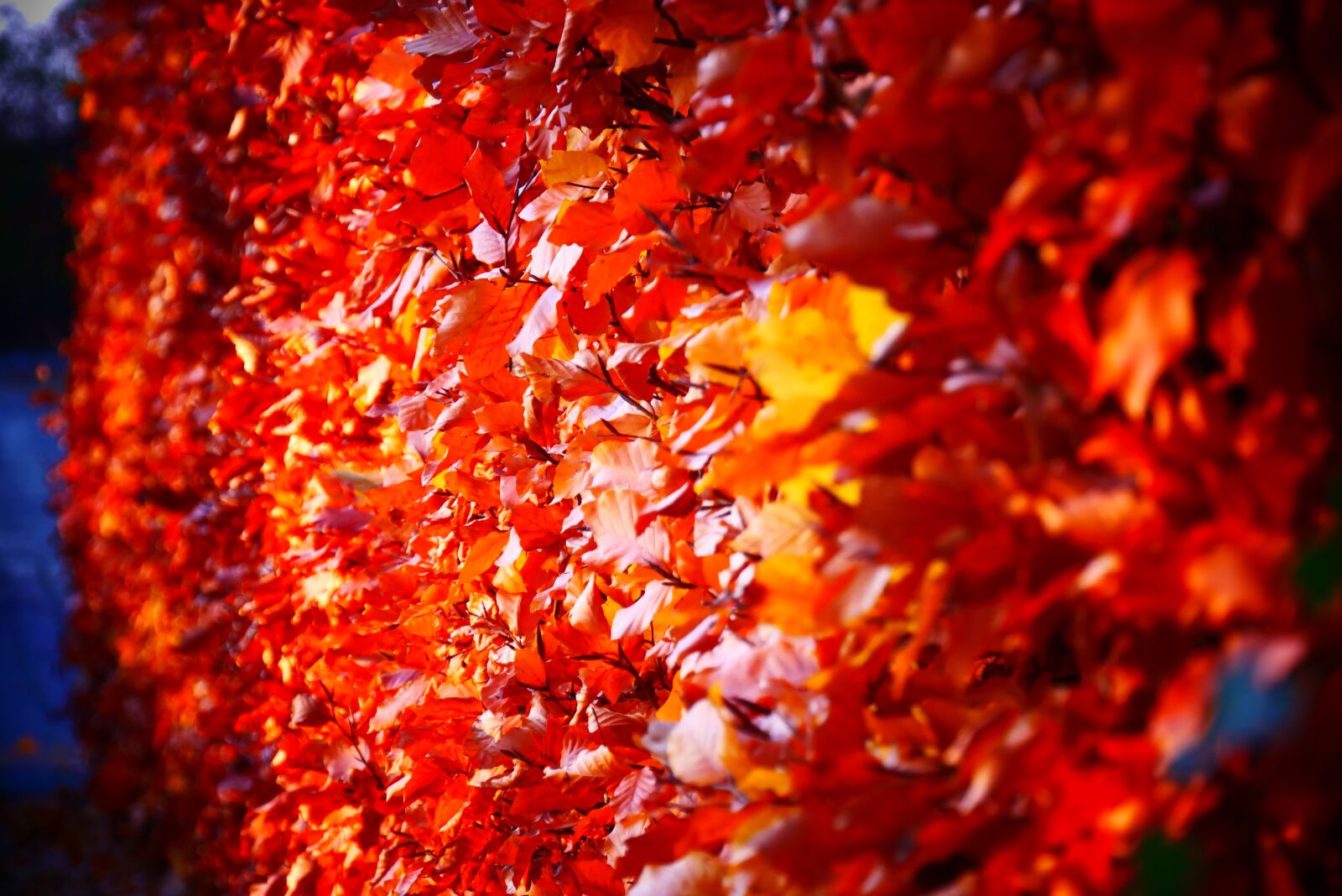 Panasonic Lumix DMC-G85 (Lumix DMC-G80) sample photo. Autumn, color, colorful photography
