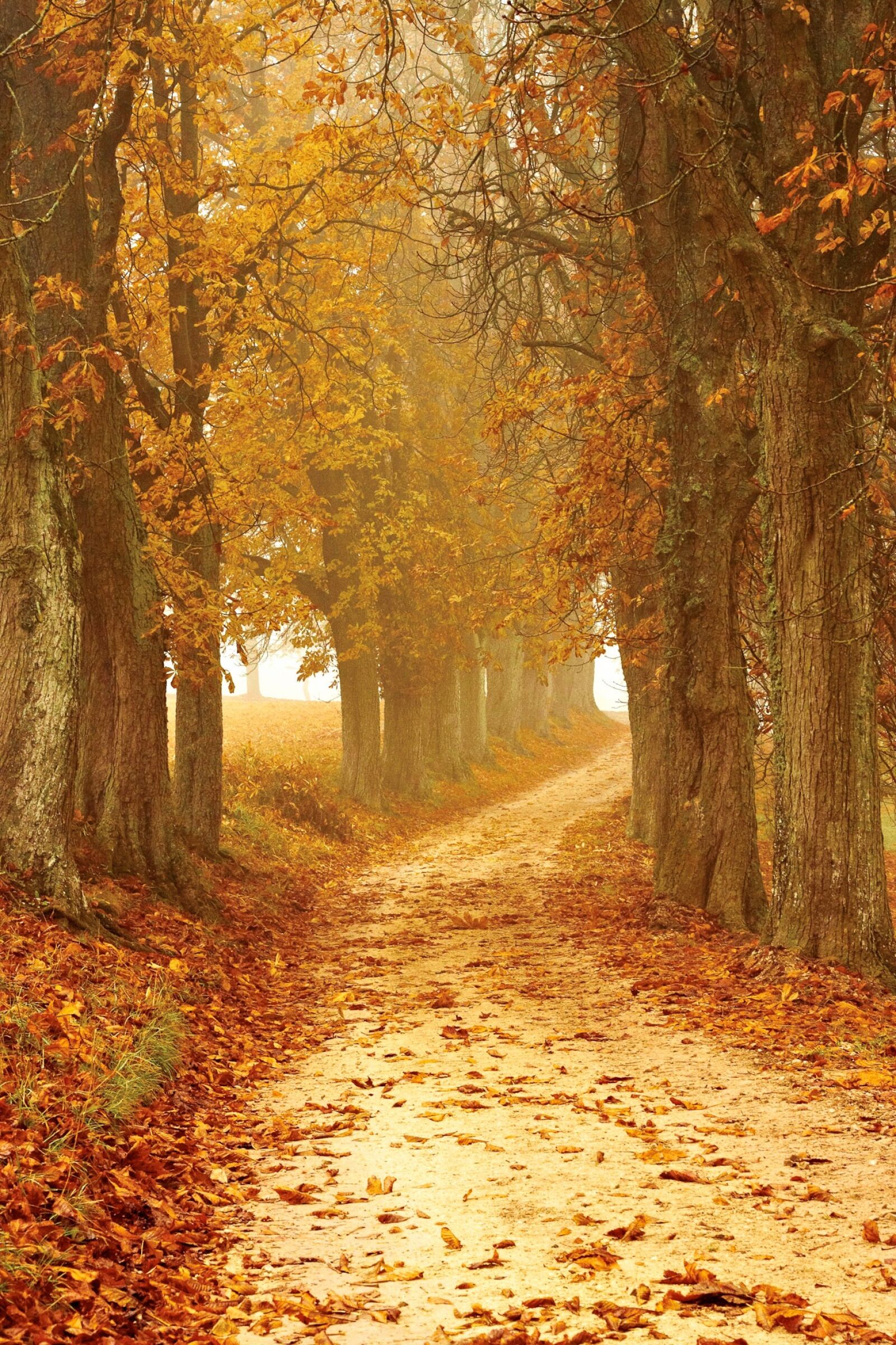 Canon EOS 500D (EOS Rebel T1i / EOS Kiss X3) sample photo. Autumn mood, away, forest photography