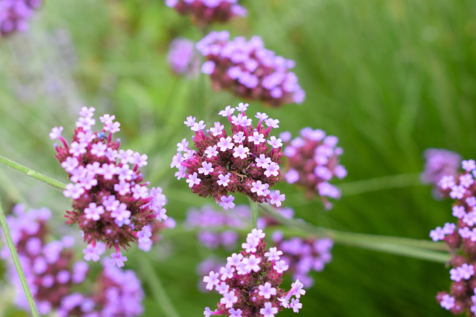 Nikon D3300 sample photo. Flower, purple, floral photography