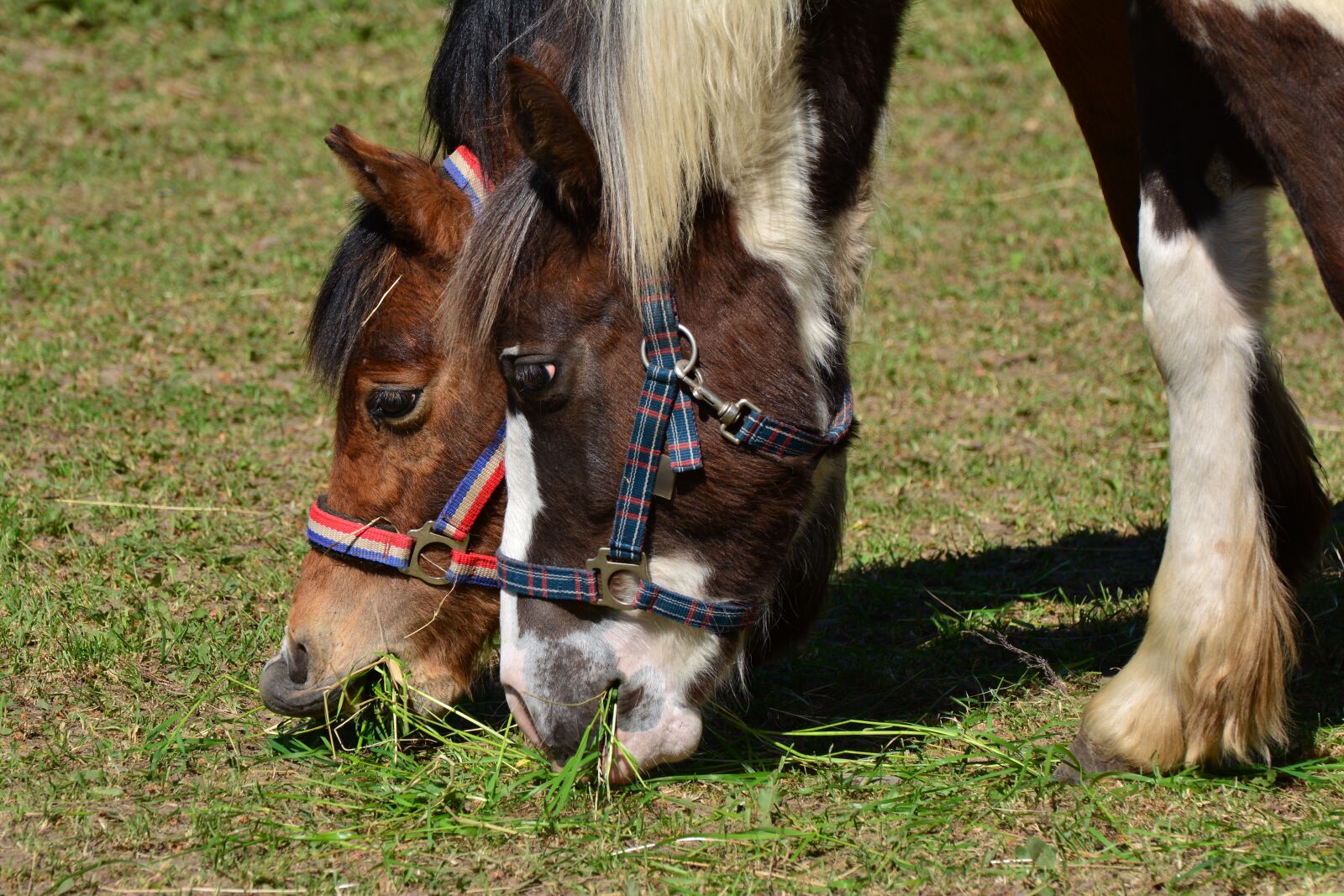 Nikon D5200 sample photo. Horses, coupling, eat photography