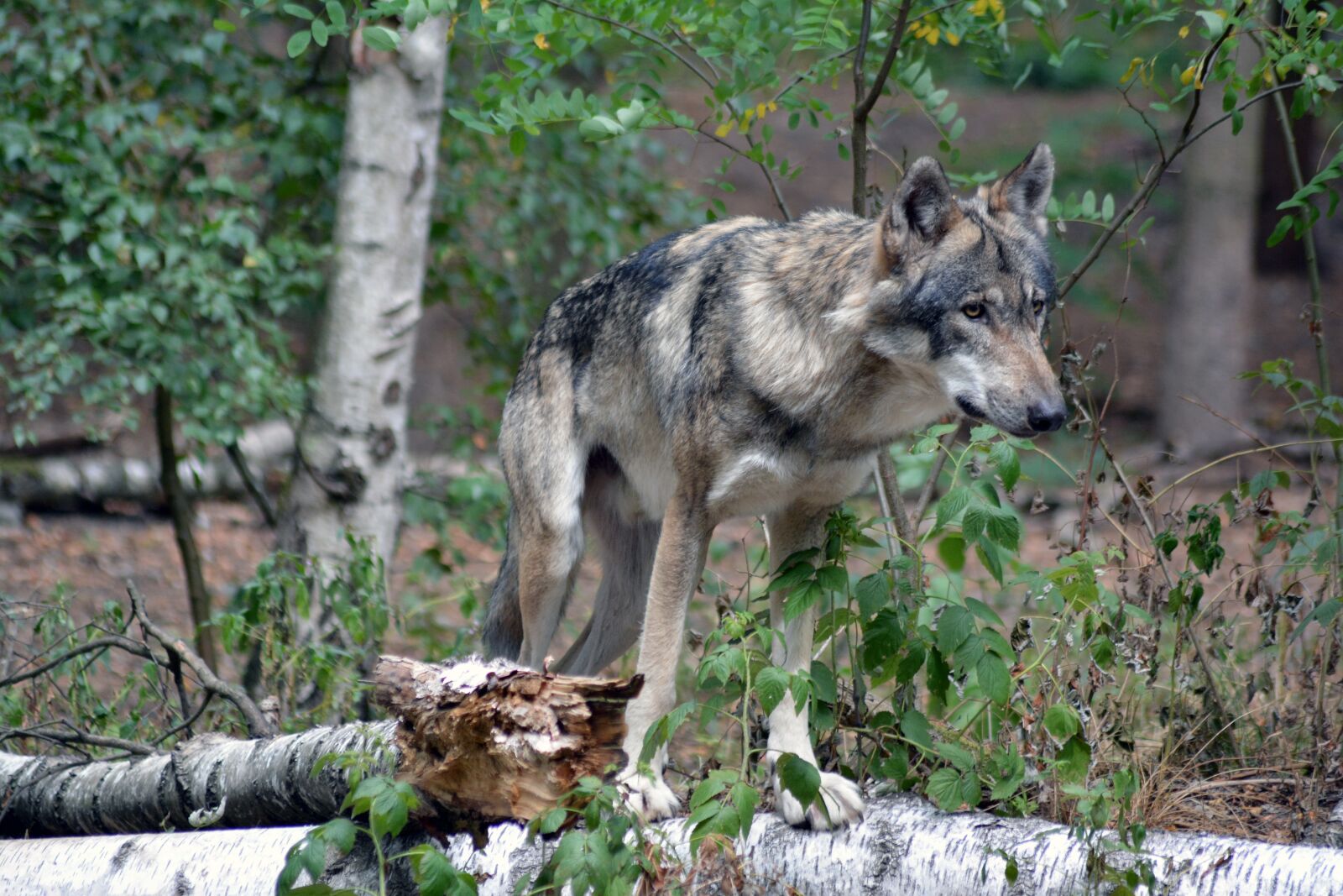 Nikon D5200 sample photo. Wolf, close up, forest photography