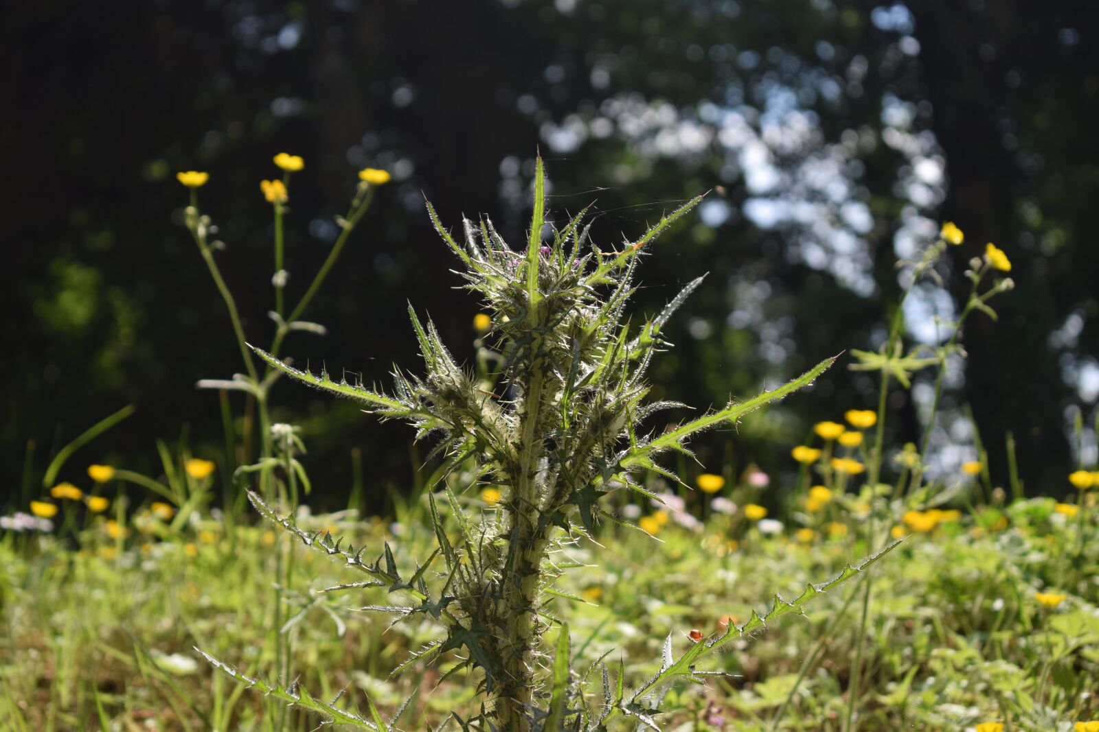 Nikon D3300 sample photo. Thistle, plant, nature photography
