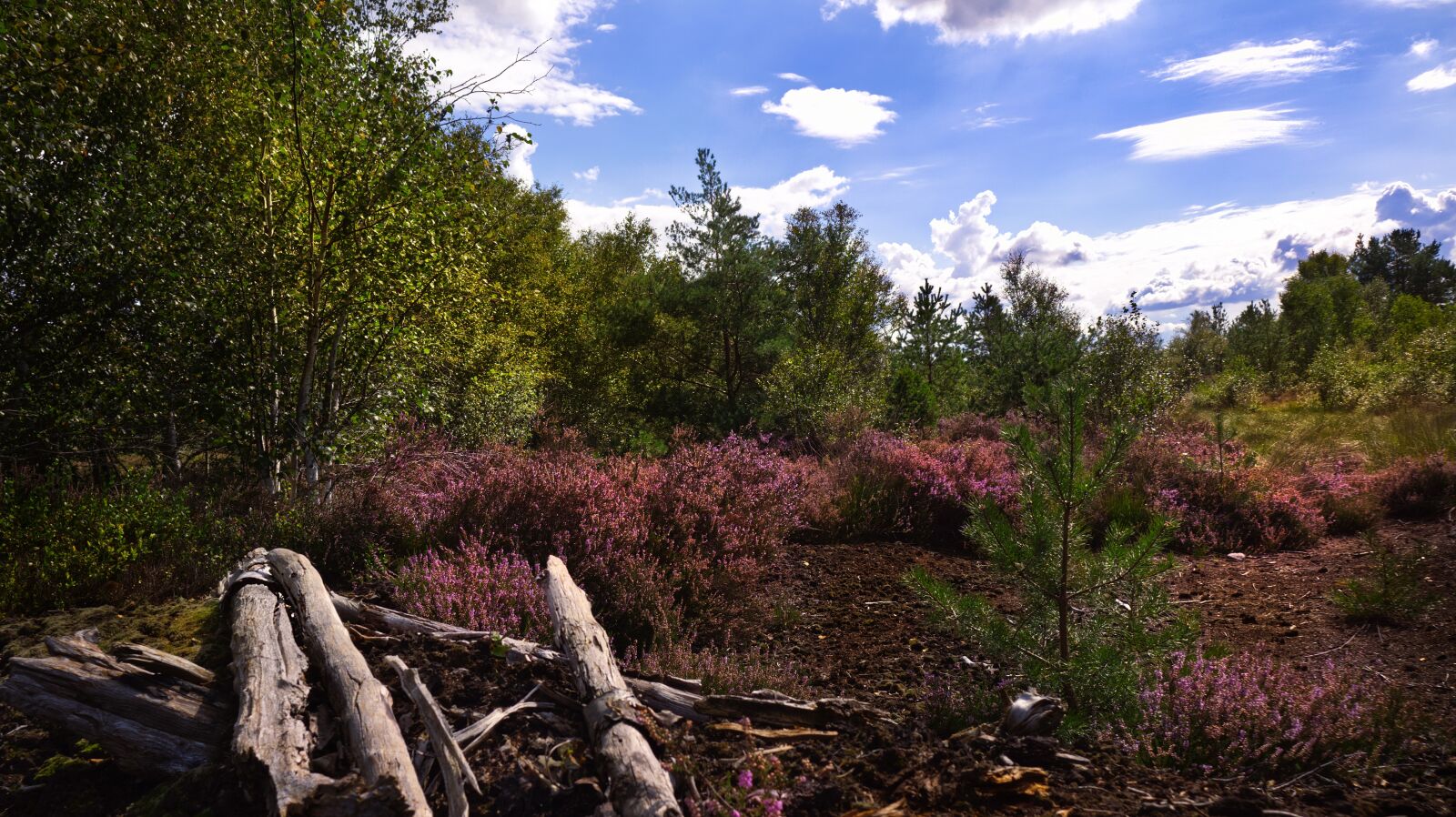 Canon EF-M 15-45mm F3.5-6.3 IS STM sample photo. Moor, landscape, heather photography