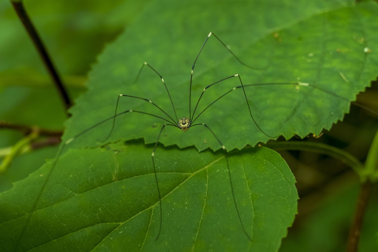 Panasonic Lumix DMC-FZ1000 sample photo. Harvestman, arachnid, insect photography