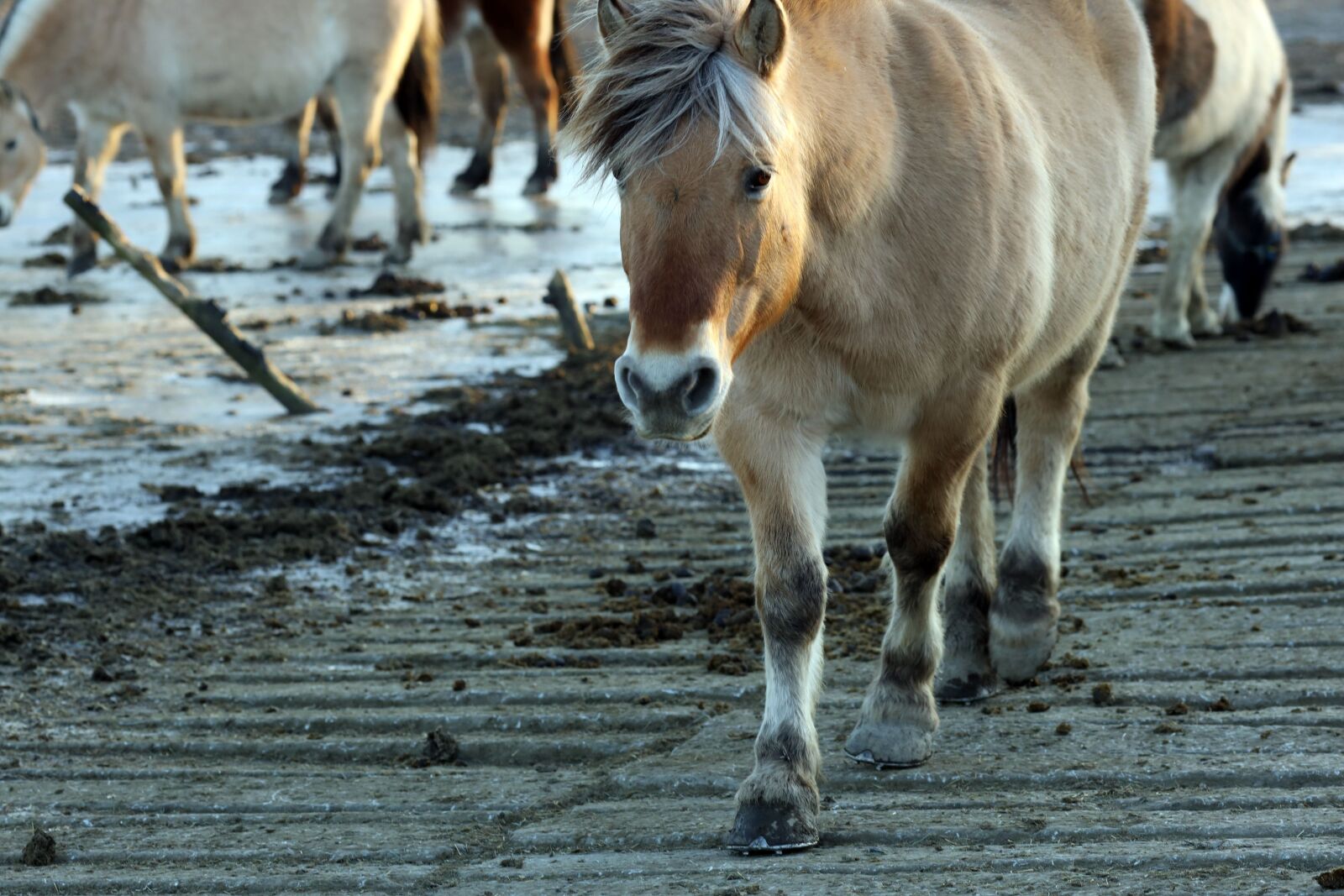 Canon EOS R + Canon EF 135mm F2L USM sample photo. Horse, animal, farm photography