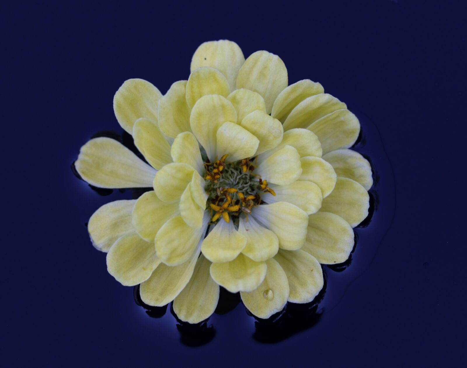 Canon EF-S 60mm F2.8 Macro USM sample photo. Flower, yellow, water photography