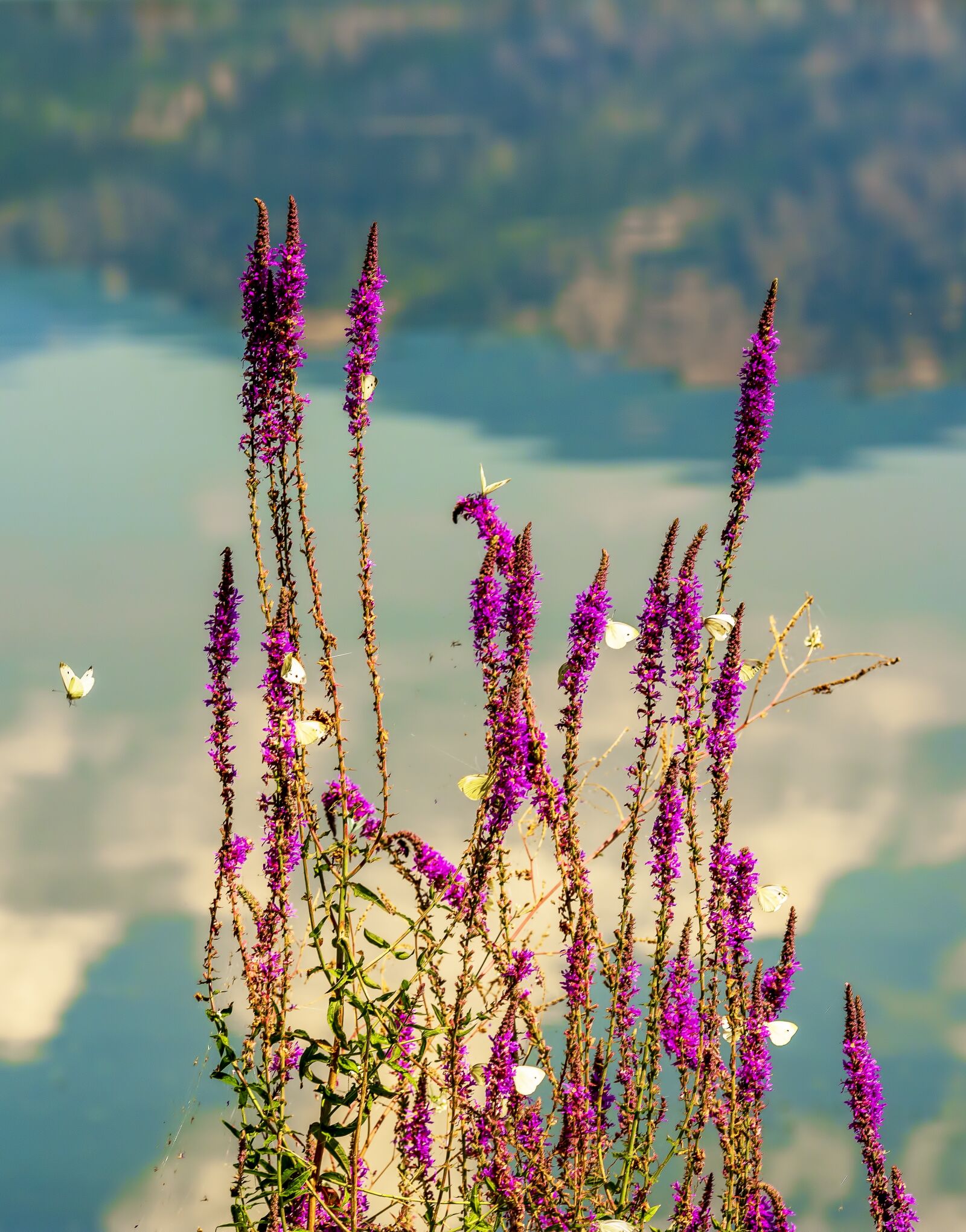 Nikon D7200 sample photo. Butterflies, lake, butterfly photography