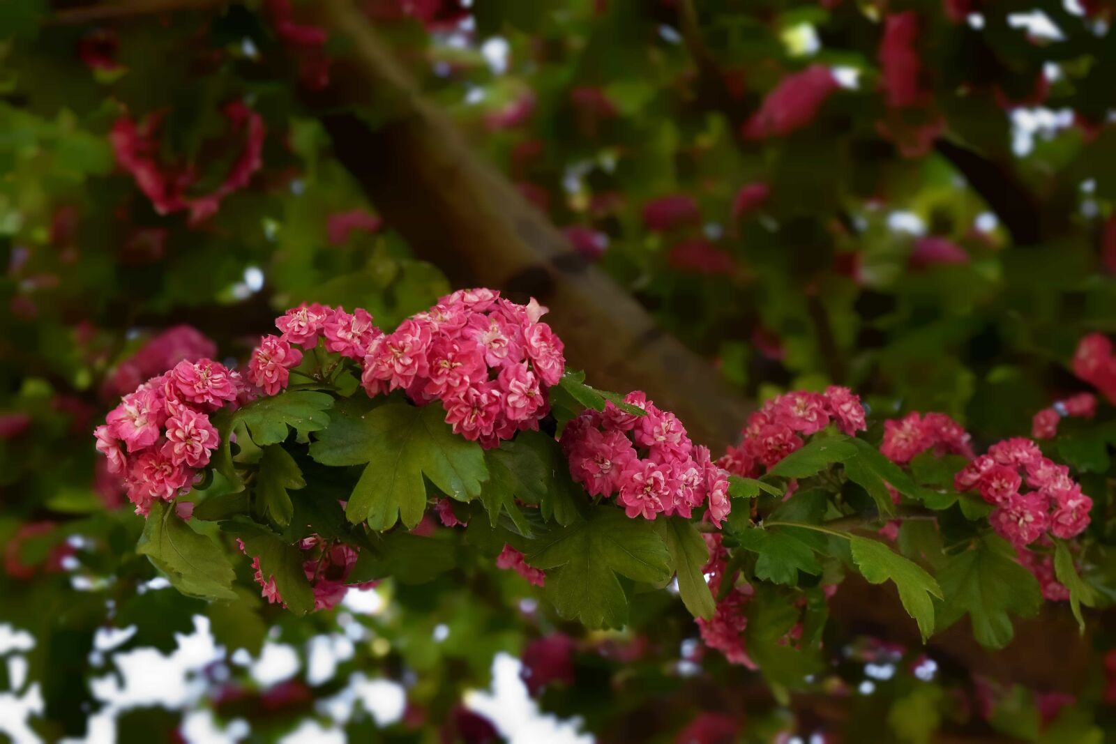 Nikon D5500 sample photo. Branches, flower bud, flowers photography