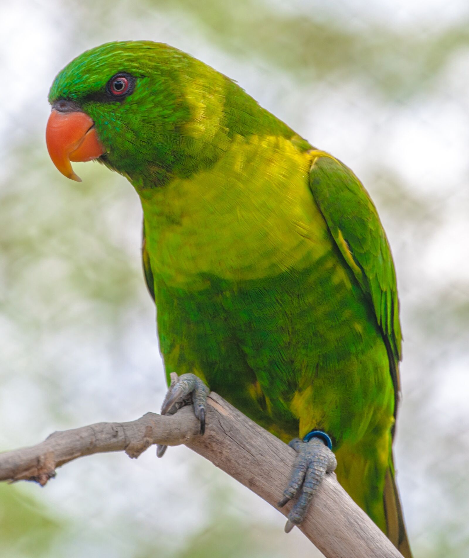 Nikon D5000 sample photo. Bird, green, parrot photography