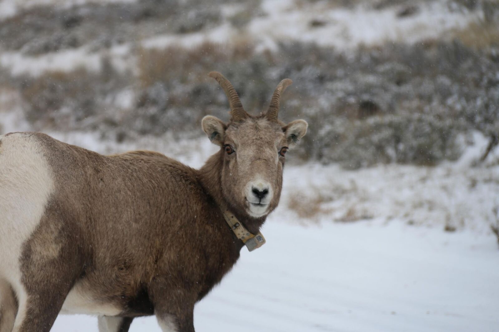 Canon EOS 70D sample photo. Bighorn, sheep, animal, gps photography