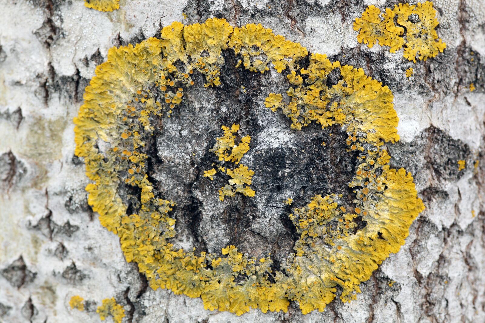 Canon EOS 5D Mark II sample photo. Xanthoria parietina, lichen, birch photography