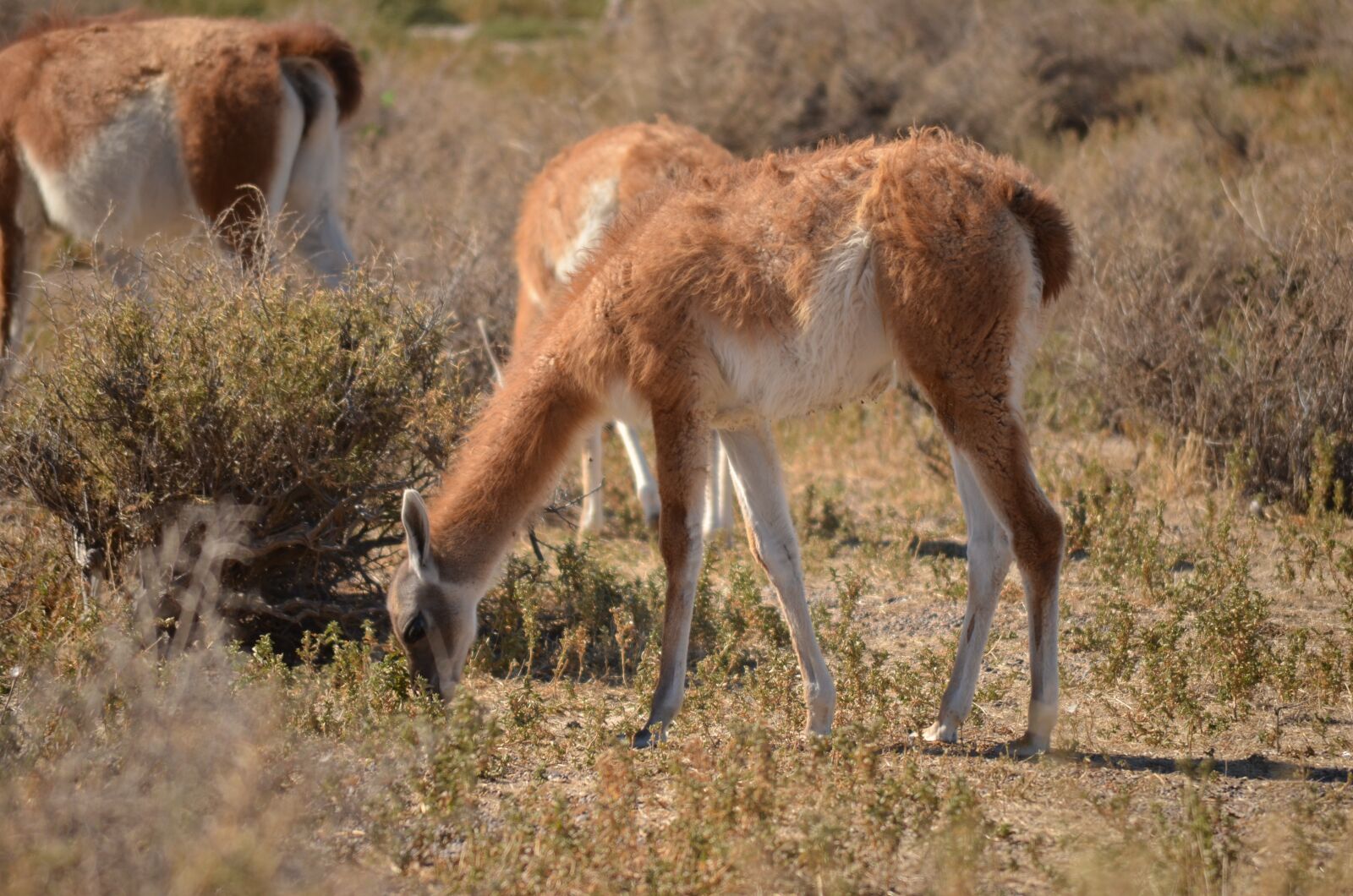 Nikon D5100 sample photo. Animals, grass, nature photography