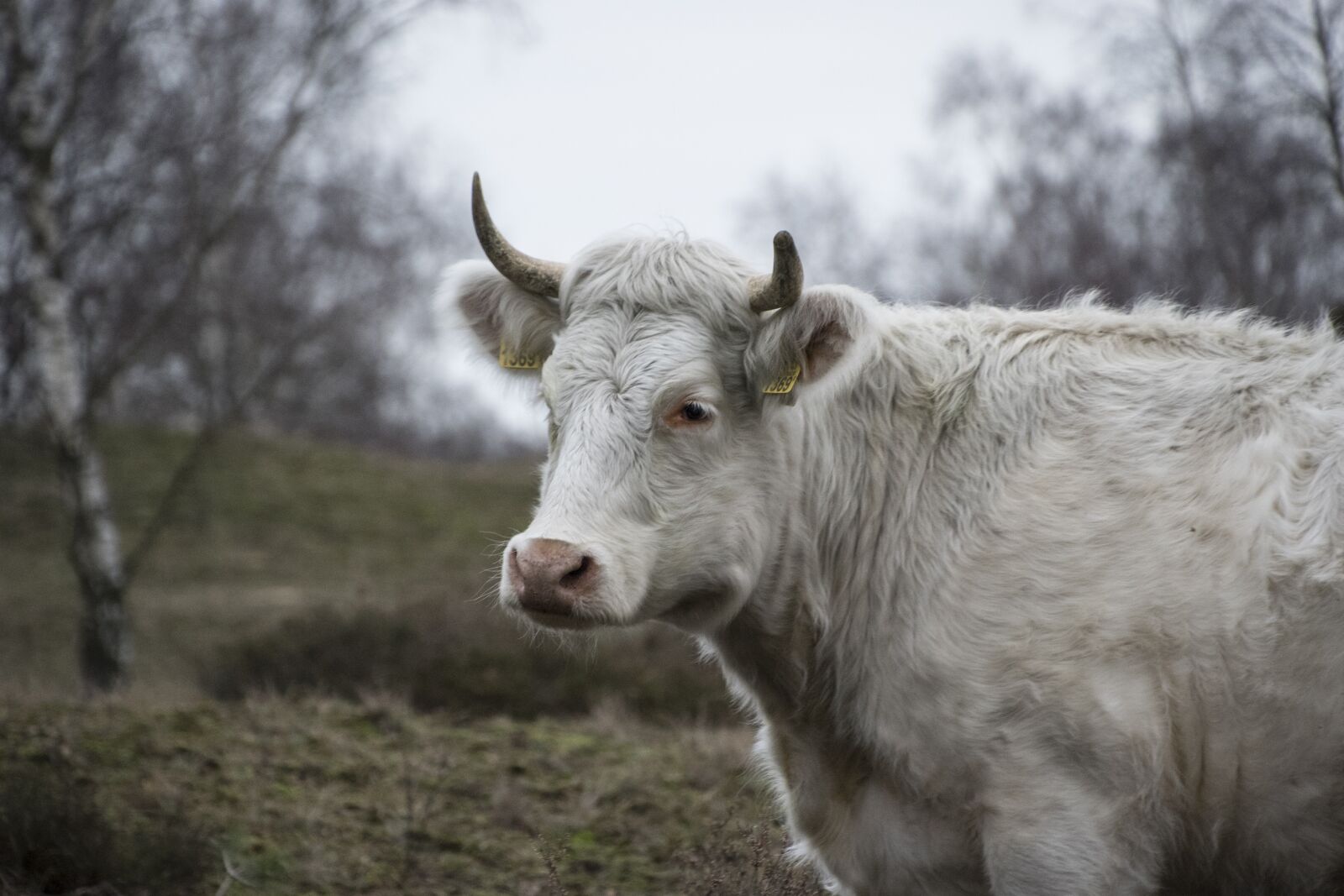 Nikon D750 sample photo. Nature, agriculture, animal photography
